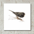 Songbird Study V by Bruce Dean - 12x12 acrylic wall art in a room