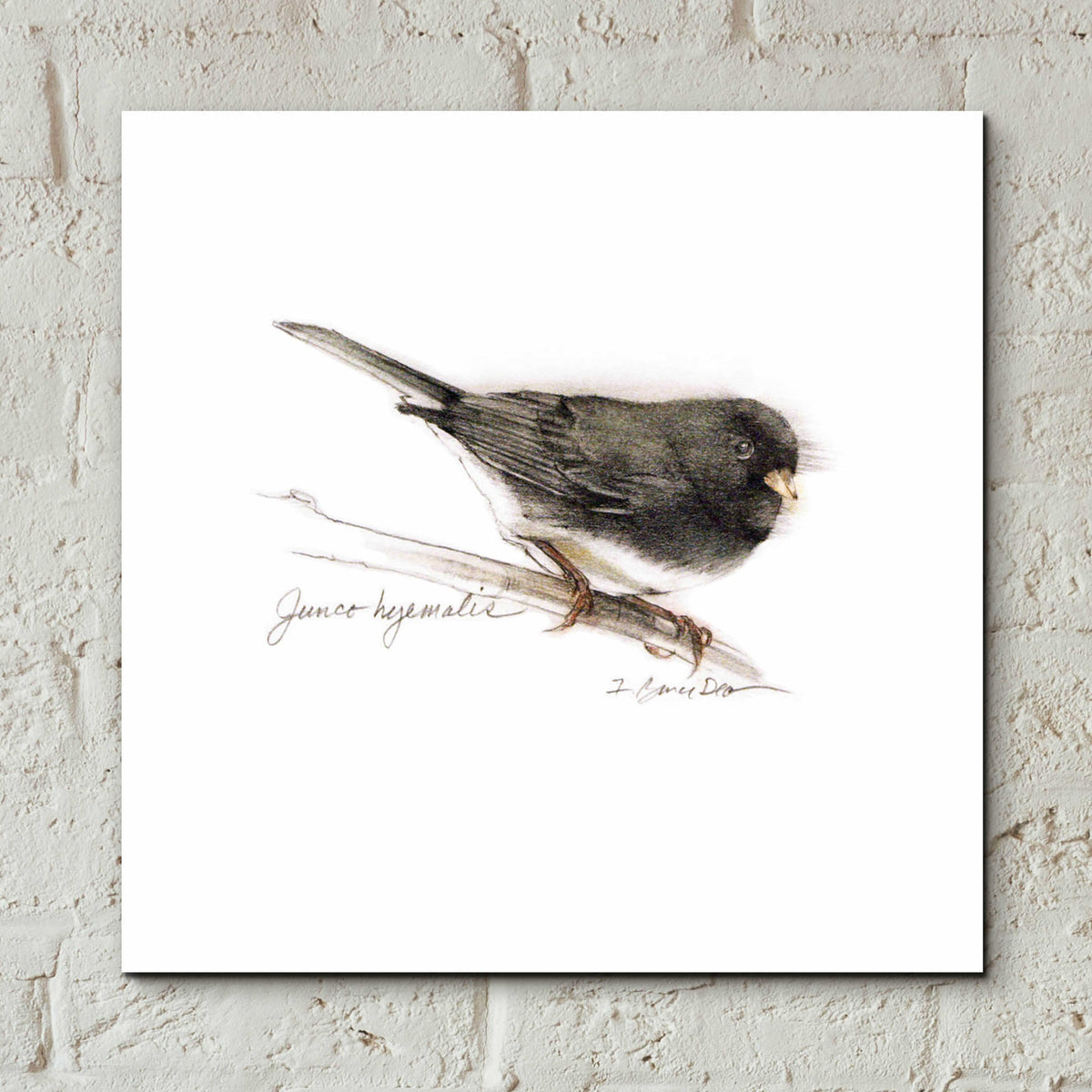 Songbird Study V by Bruce Dean - 12x12 acrylic wall art in a room
