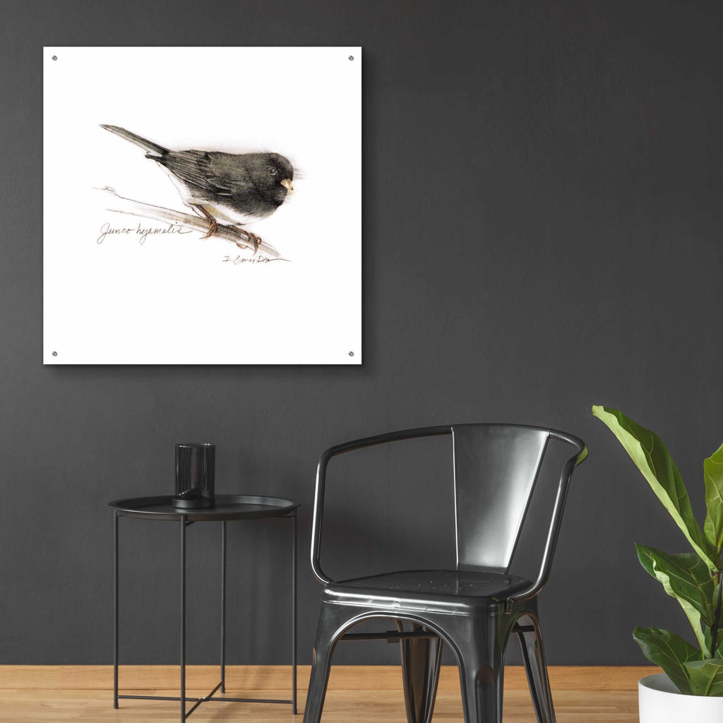 Songbird Study V by Bruce Dean - 36x36 acrylic wall art in a room