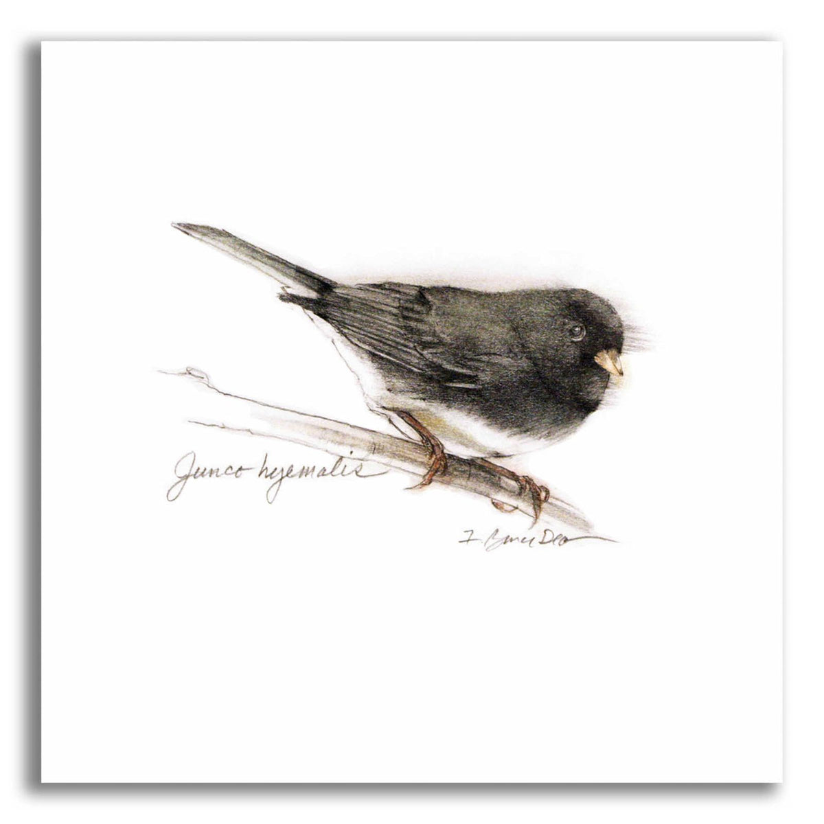 Songbird Study V by Bruce Dean acrylic glass wall art
