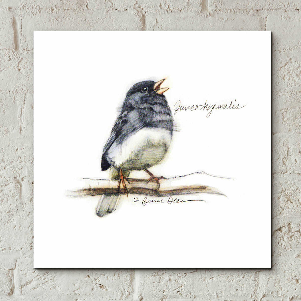 Songbird Study VI by Bruce Dean - 12x12 acrylic wall art in a room