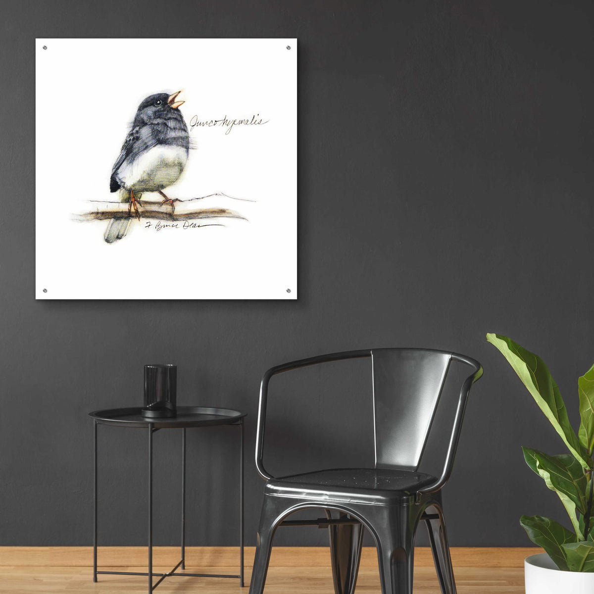 Songbird Study VI by Bruce Dean - 36x36 acrylic wall art in a room