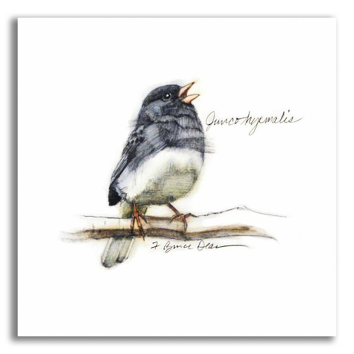 Songbird Study VI by Bruce Dean acrylic glass wall art
