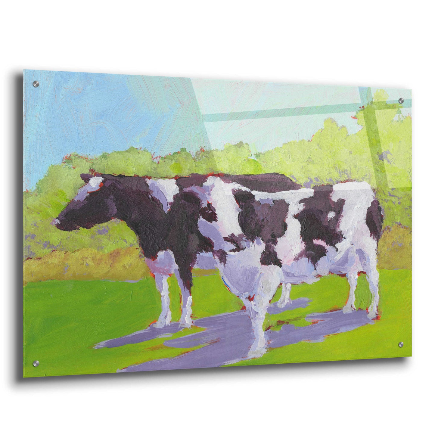 Epic Art 'Pasture Cows II' by Carol Young, Acrylic Glass Wall Art,36x24