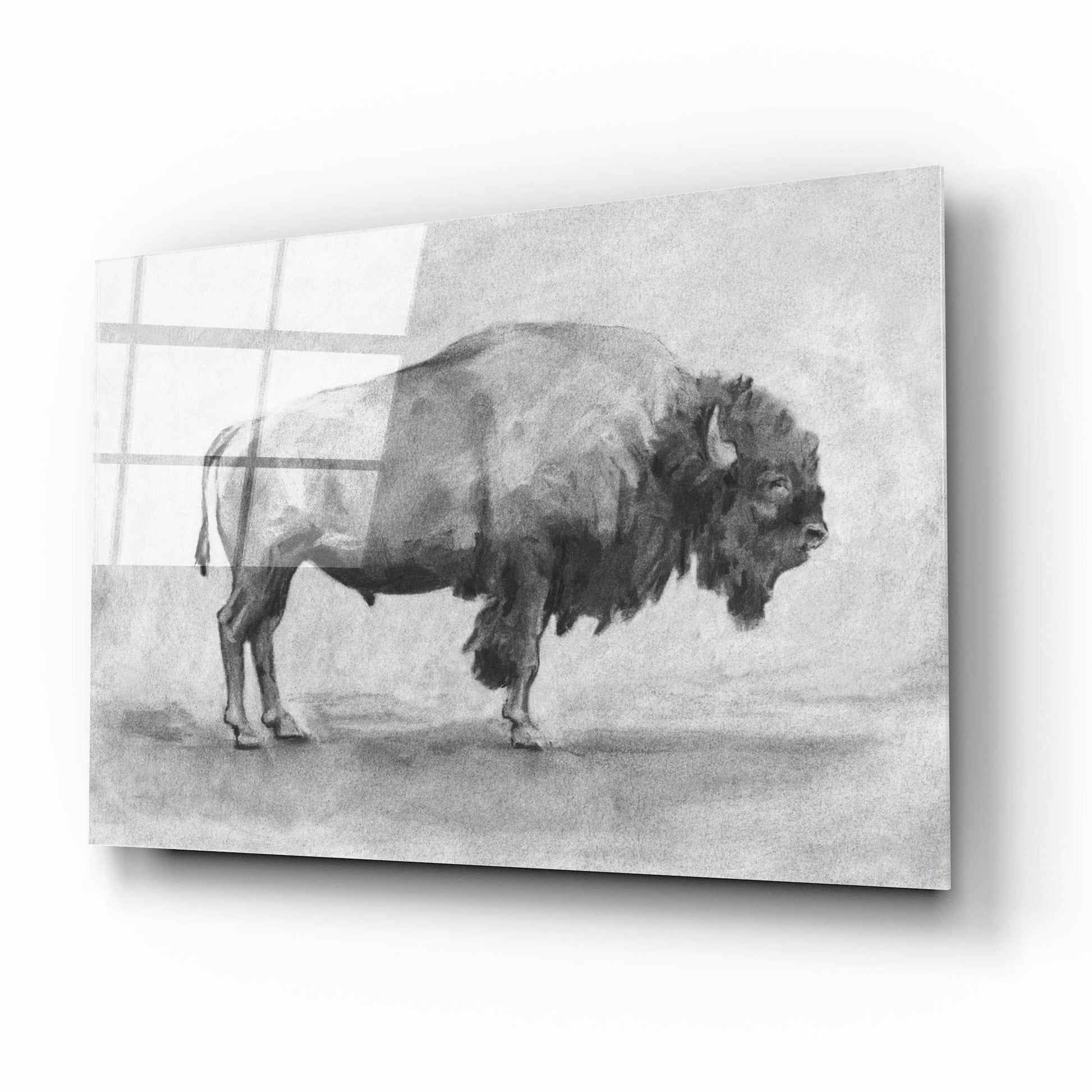 Epic Art 'Wild Bison Study I' by Emma Scarvey, Acrylic Glass Wall Art,16x12