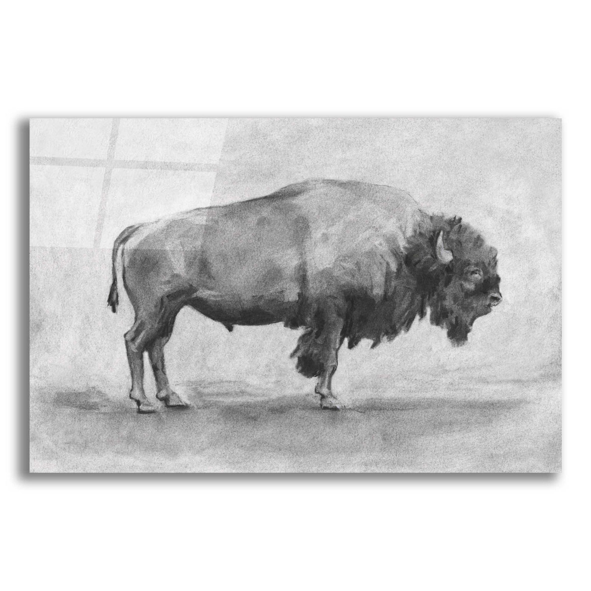 Epic Art 'Wild Bison Study I' by Emma Scarvey, Acrylic Glass Wall Art,16x12