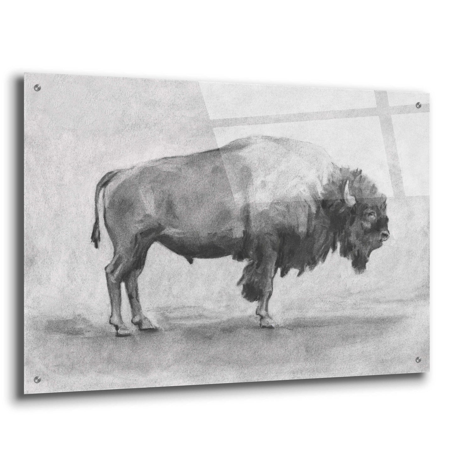 Epic Art 'Wild Bison Study I' by Emma Scarvey, Acrylic Glass Wall Art,36x24