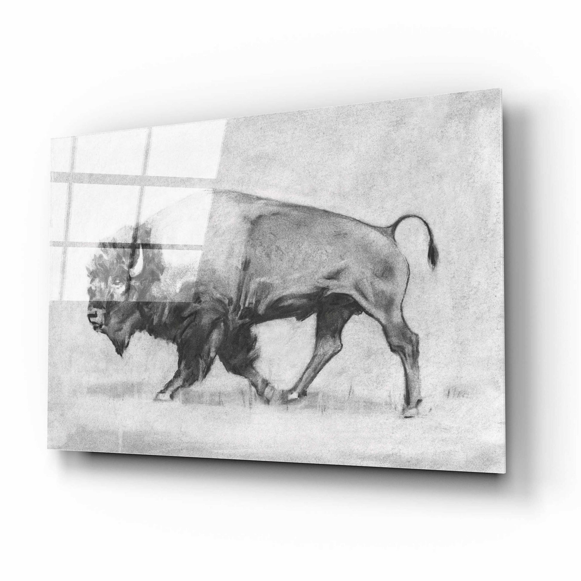 Epic Art 'Wild Bison Study II' by Emma Scarvey, Acrylic Glass Wall Art,16x12