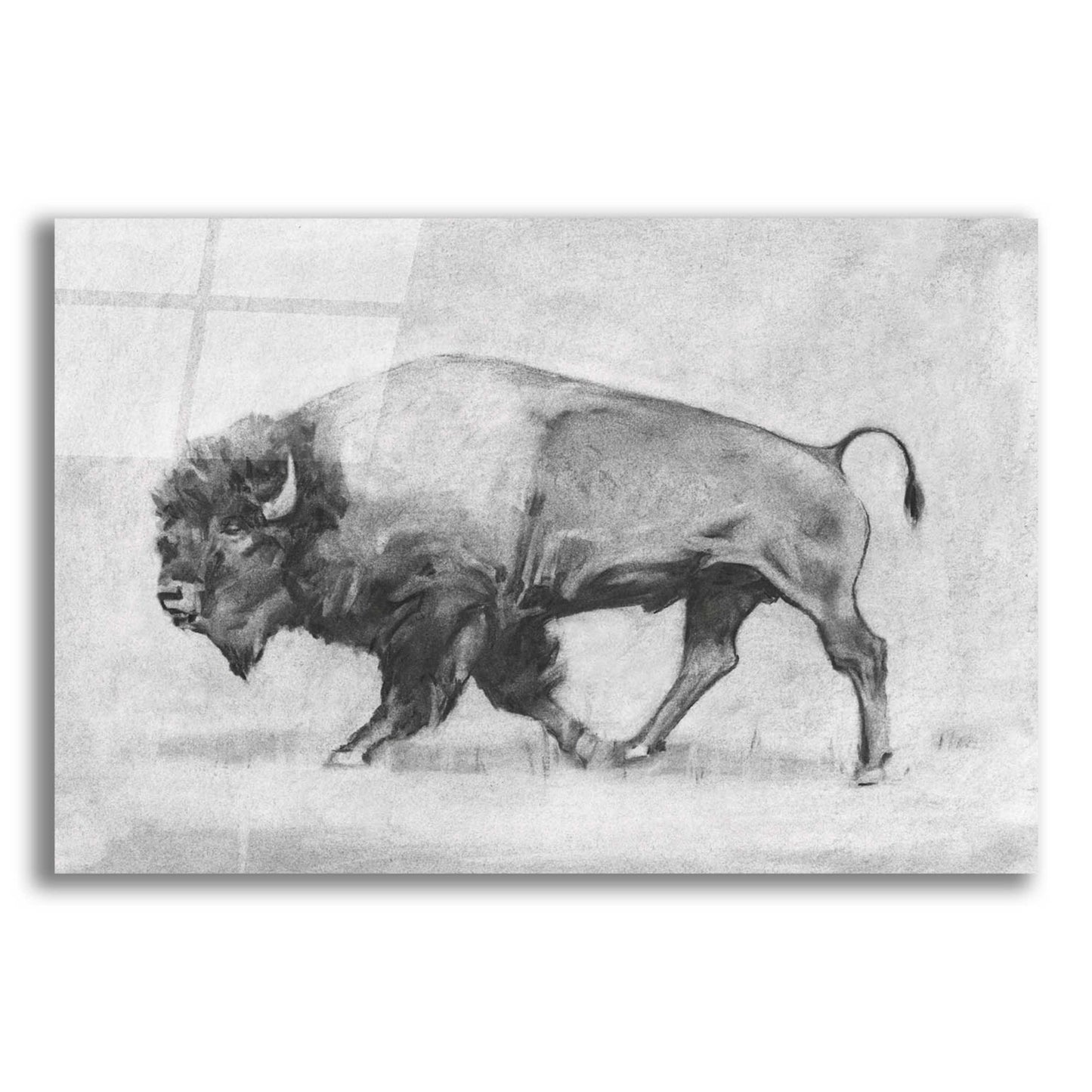 Epic Art 'Wild Bison Study II' by Emma Scarvey, Acrylic Glass Wall Art,16x12