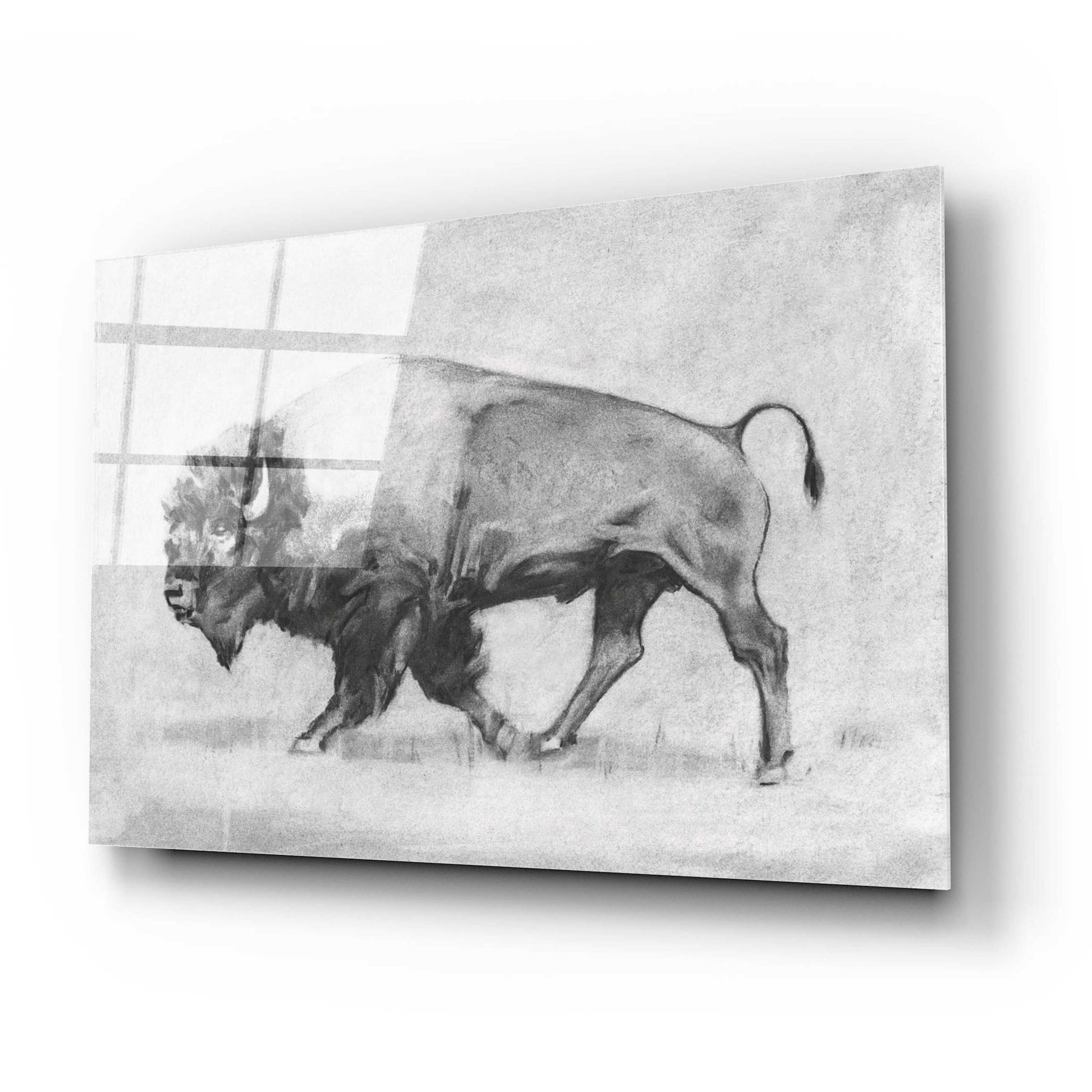 Epic Art 'Wild Bison Study II' by Emma Scarvey, Acrylic Glass Wall Art,24x16