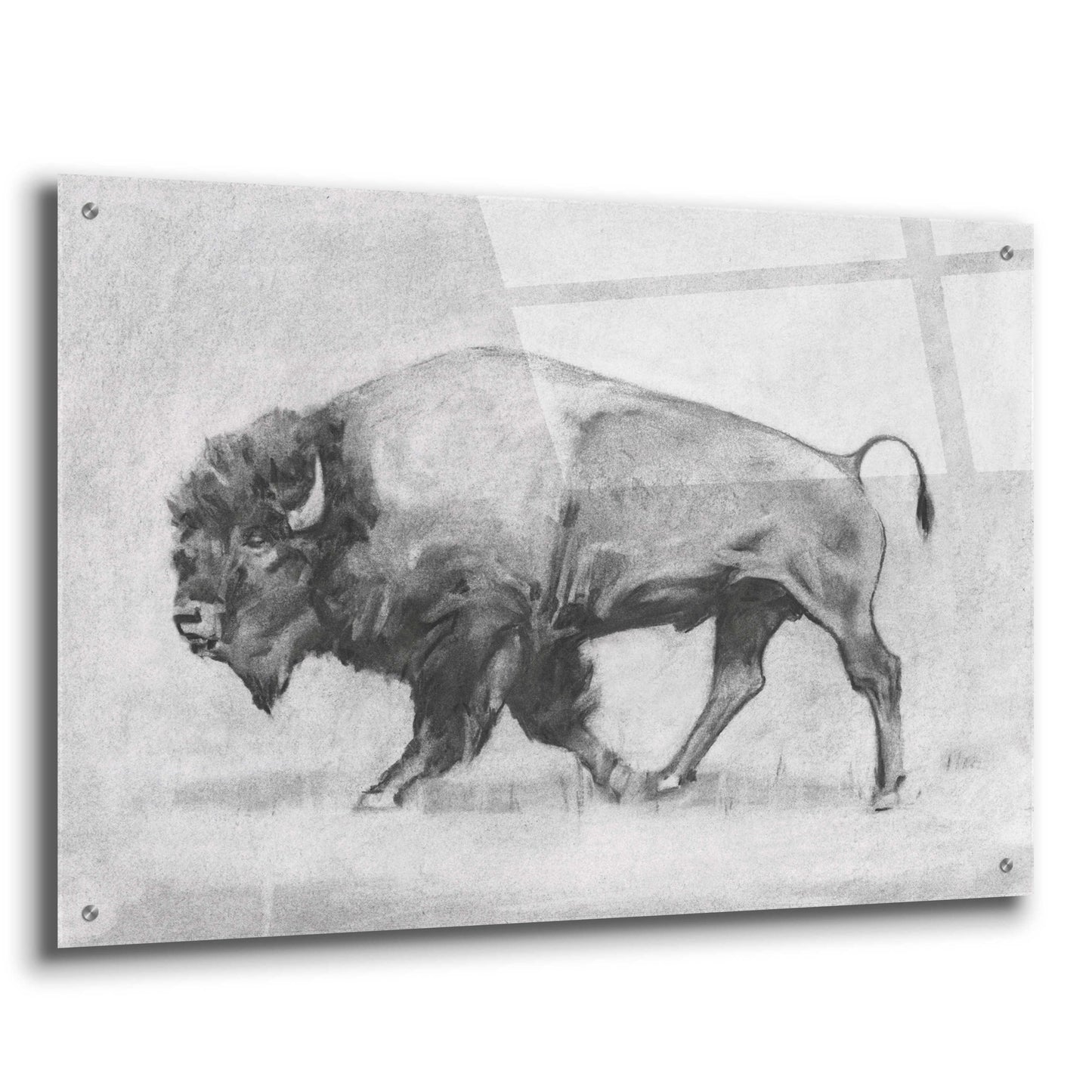 Epic Art 'Wild Bison Study II' by Emma Scarvey, Acrylic Glass Wall Art,36x24