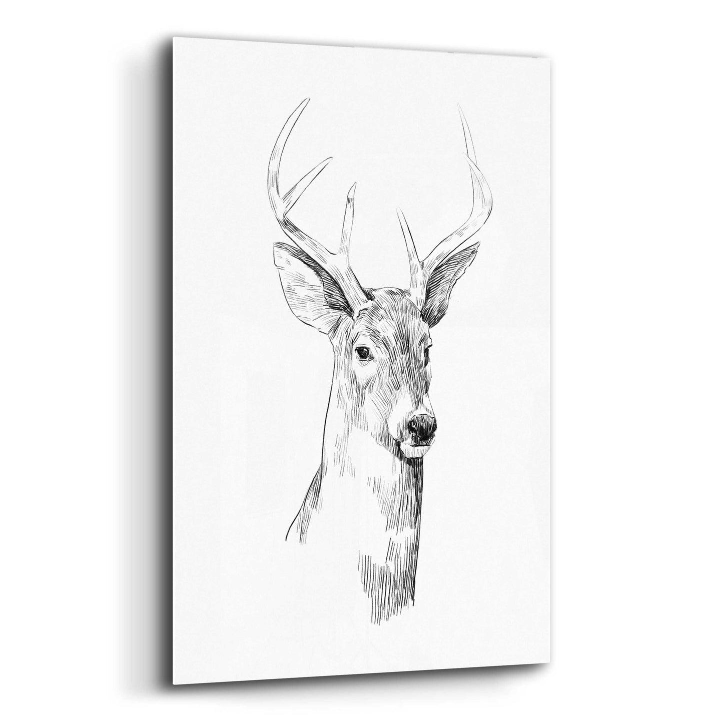 Epic Art 'Young Buck Sketch I' by Emma Scarvey, Acrylic Glass Wall Art,12x16