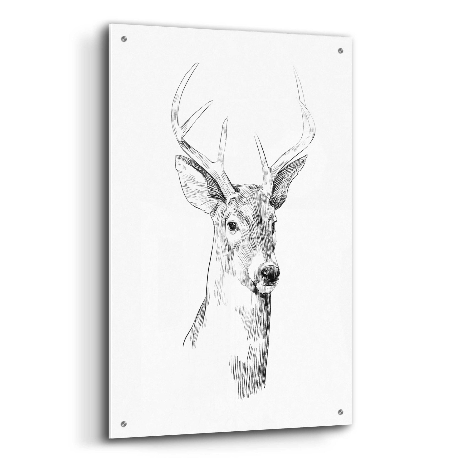 Epic Art 'Young Buck Sketch I' by Emma Scarvey, Acrylic Glass Wall Art,24x36