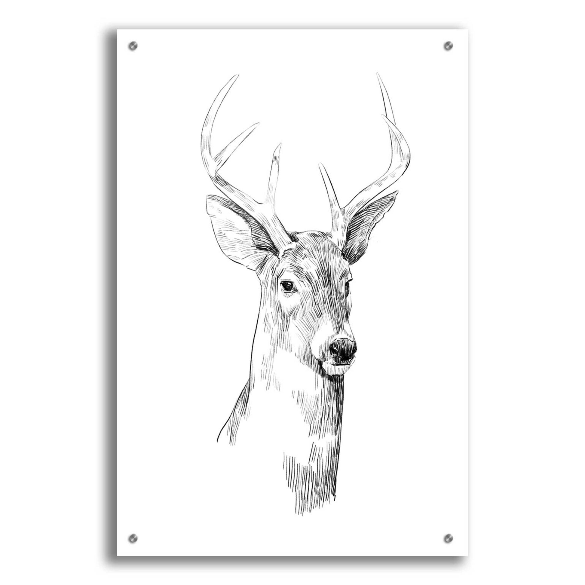 Epic Art 'Young Buck Sketch I' by Emma Scarvey, Acrylic Glass Wall Art,24x36