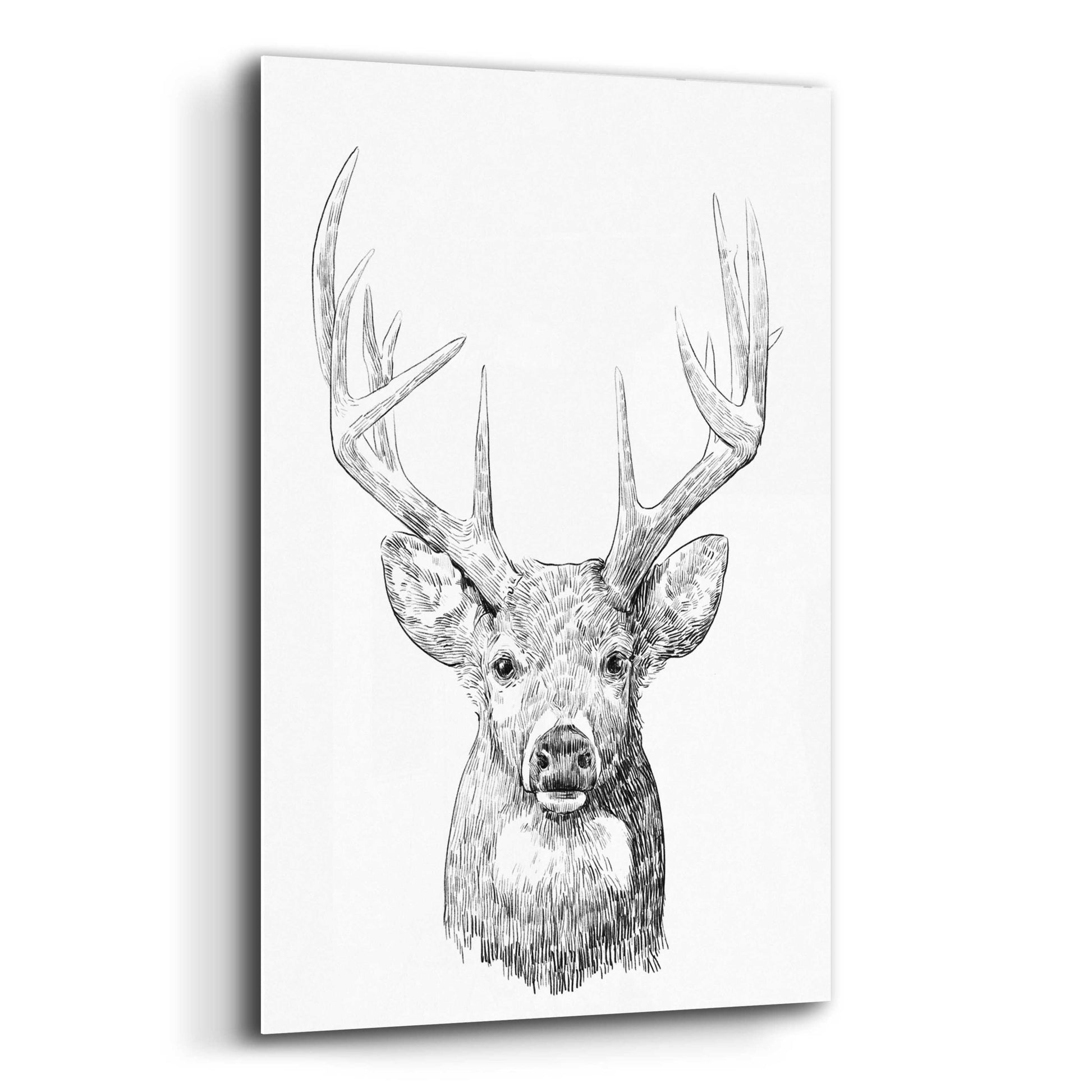 Epic Art 'Young Buck Sketch II' by Emma Scarvey, Acrylic Glass Wall Art,12x16