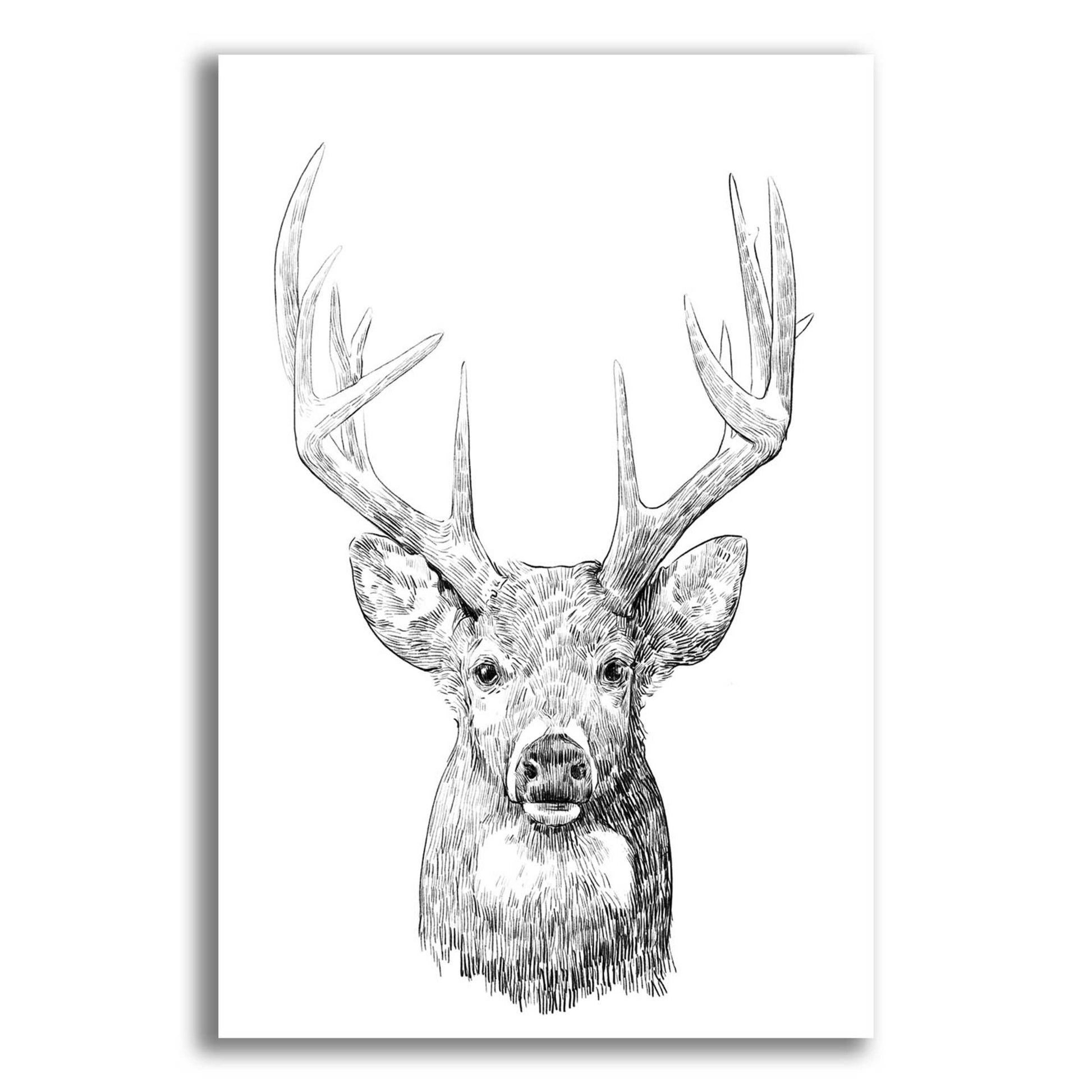 Epic Art 'Young Buck Sketch II' by Emma Scarvey, Acrylic Glass Wall Art,12x16