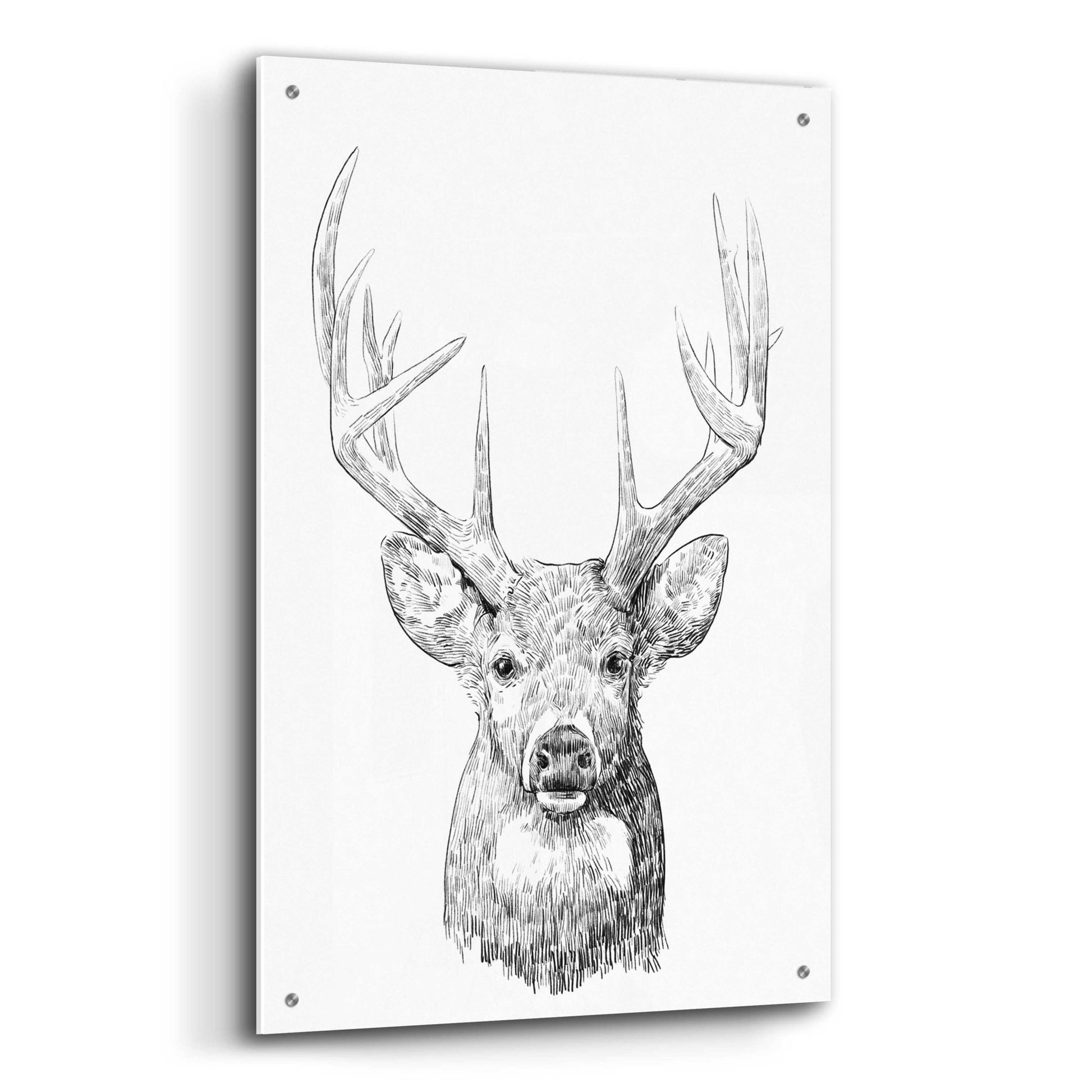 Epic Art 'Young Buck Sketch II' by Emma Scarvey, Acrylic Glass Wall Art,24x36