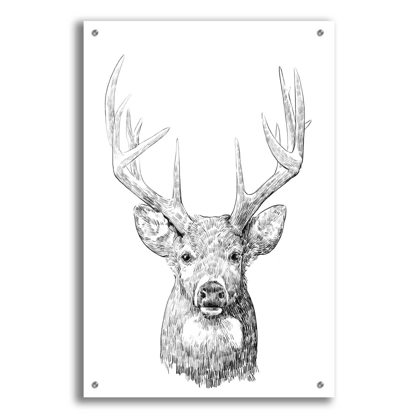 Epic Art 'Young Buck Sketch II' by Emma Scarvey, Acrylic Glass Wall Art,24x36