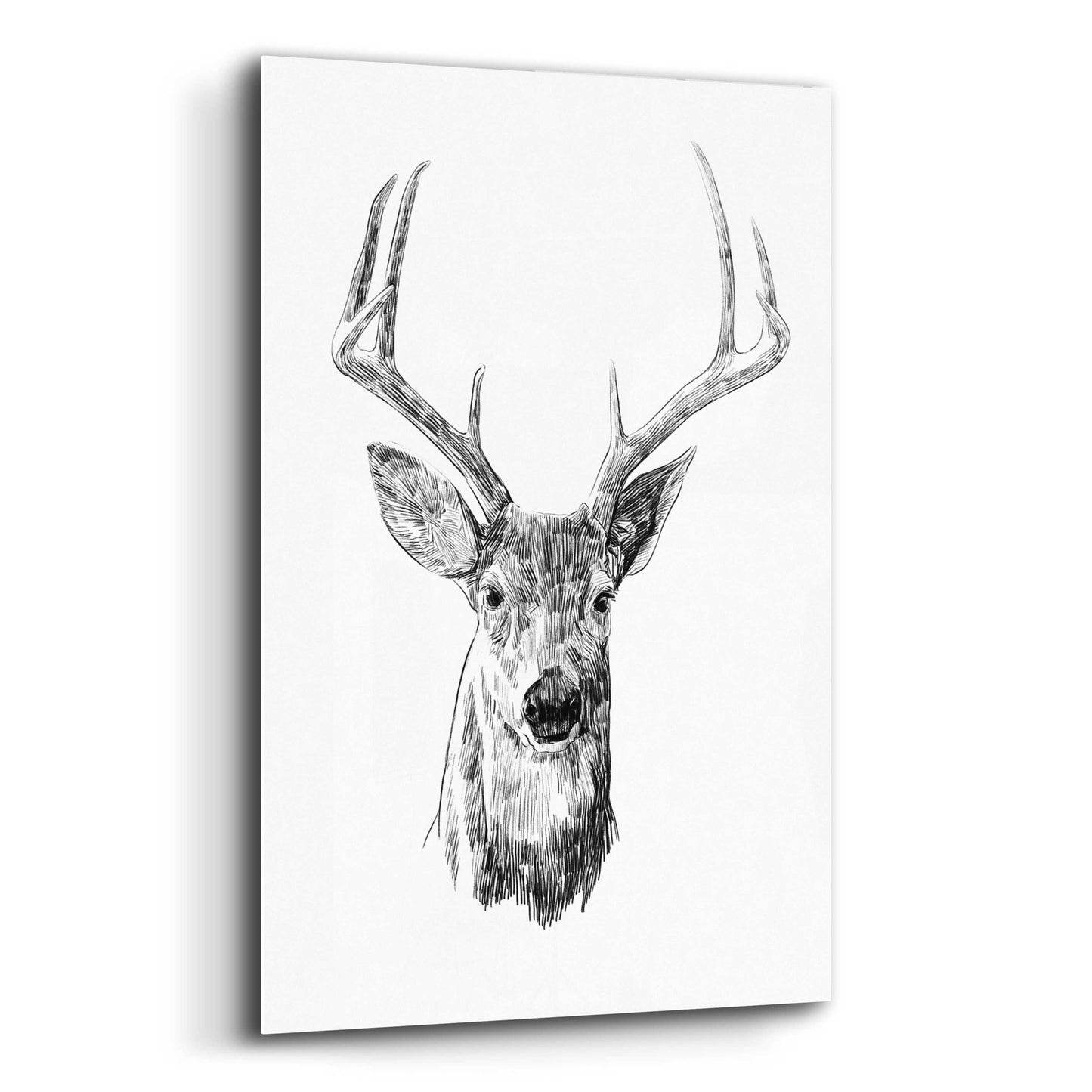 Epic Art 'Young Buck Sketch III' by Emma Scarvey, Acrylic Glass Wall Art,12x16