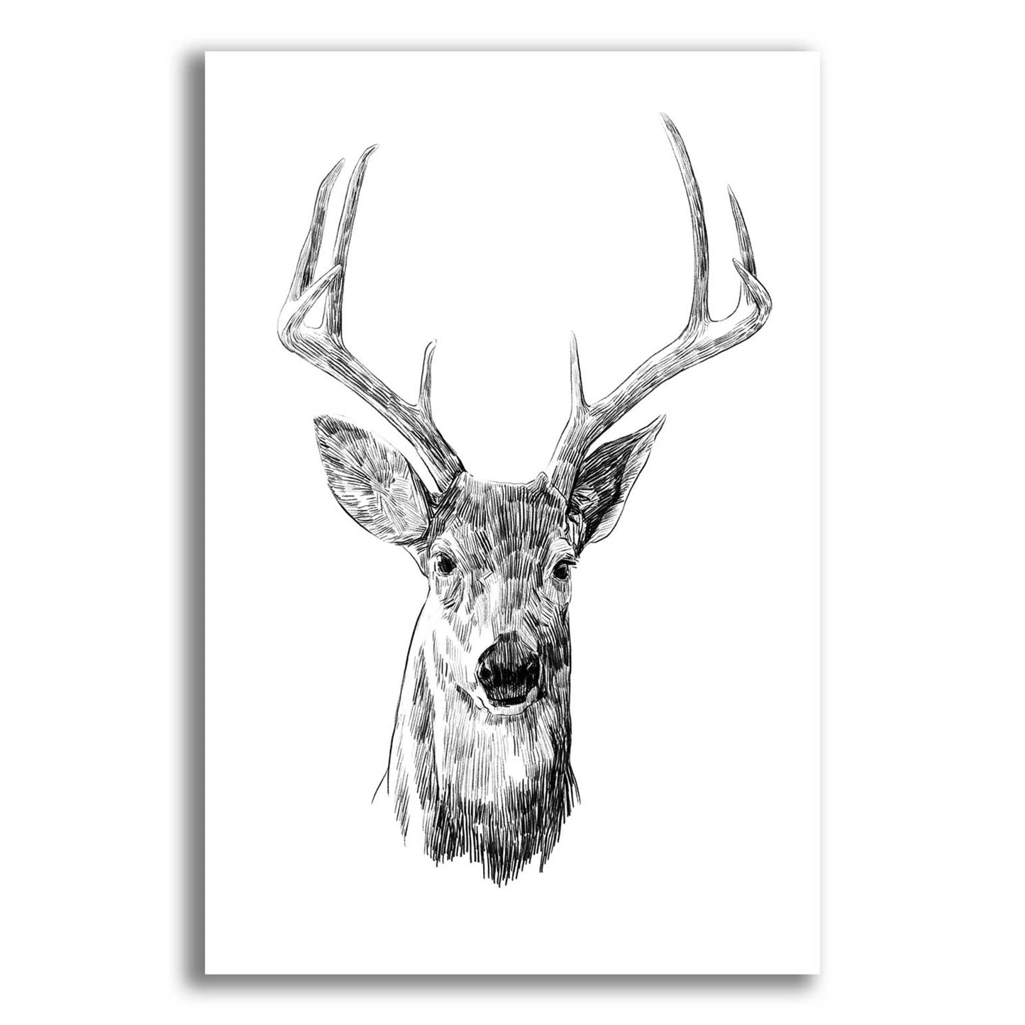 Epic Art 'Young Buck Sketch III' by Emma Scarvey, Acrylic Glass Wall Art,16x24