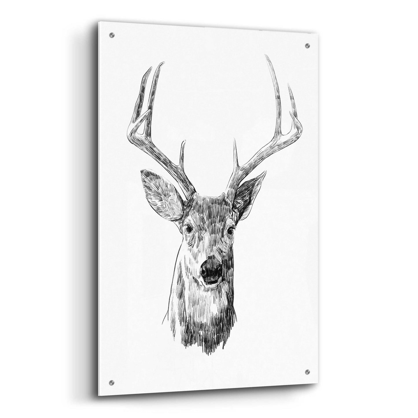 Epic Art 'Young Buck Sketch III' by Emma Scarvey, Acrylic Glass Wall Art,24x36