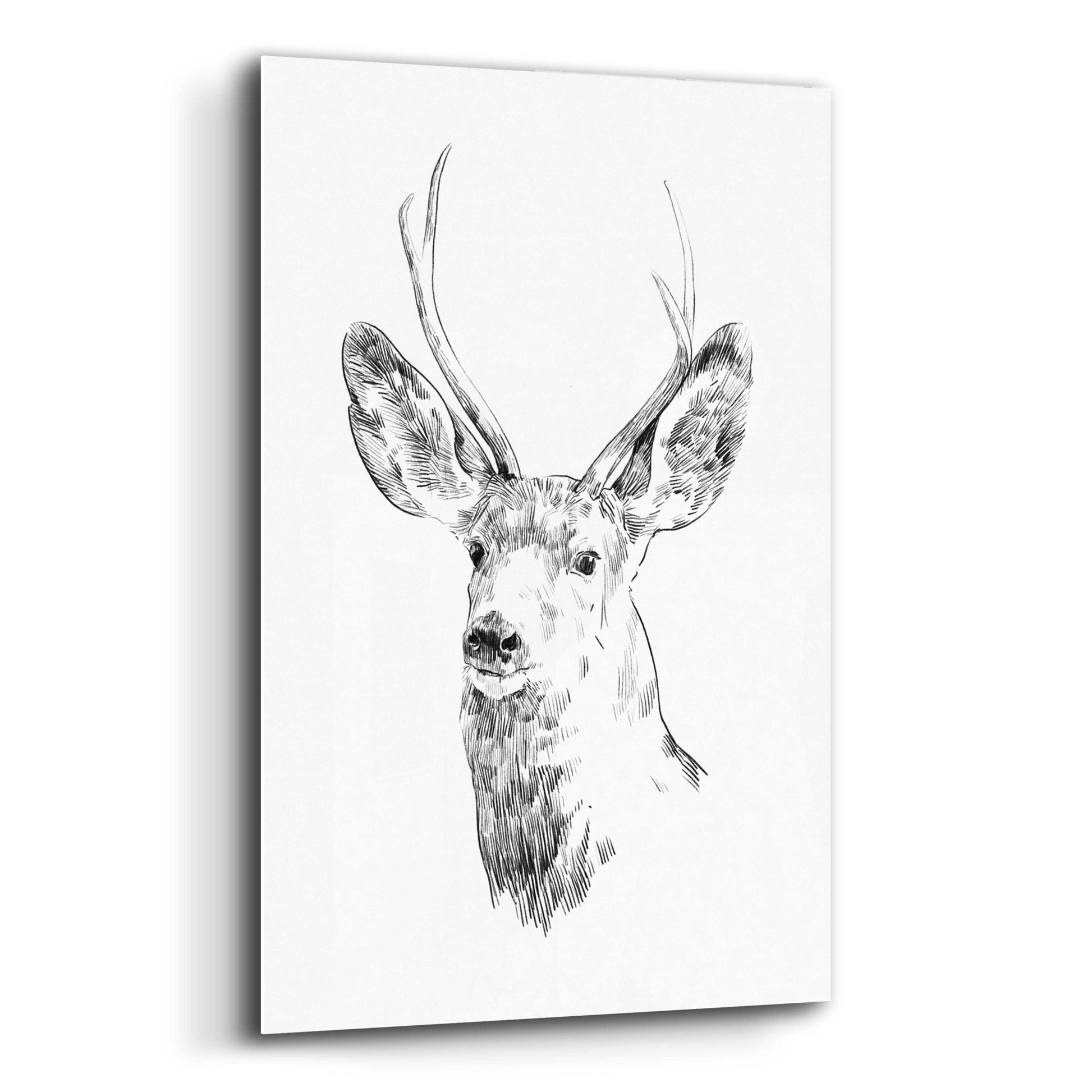 Epic Art 'Young Buck Sketch IV' by Emma Scarvey, Acrylic Glass Wall Art,16x24