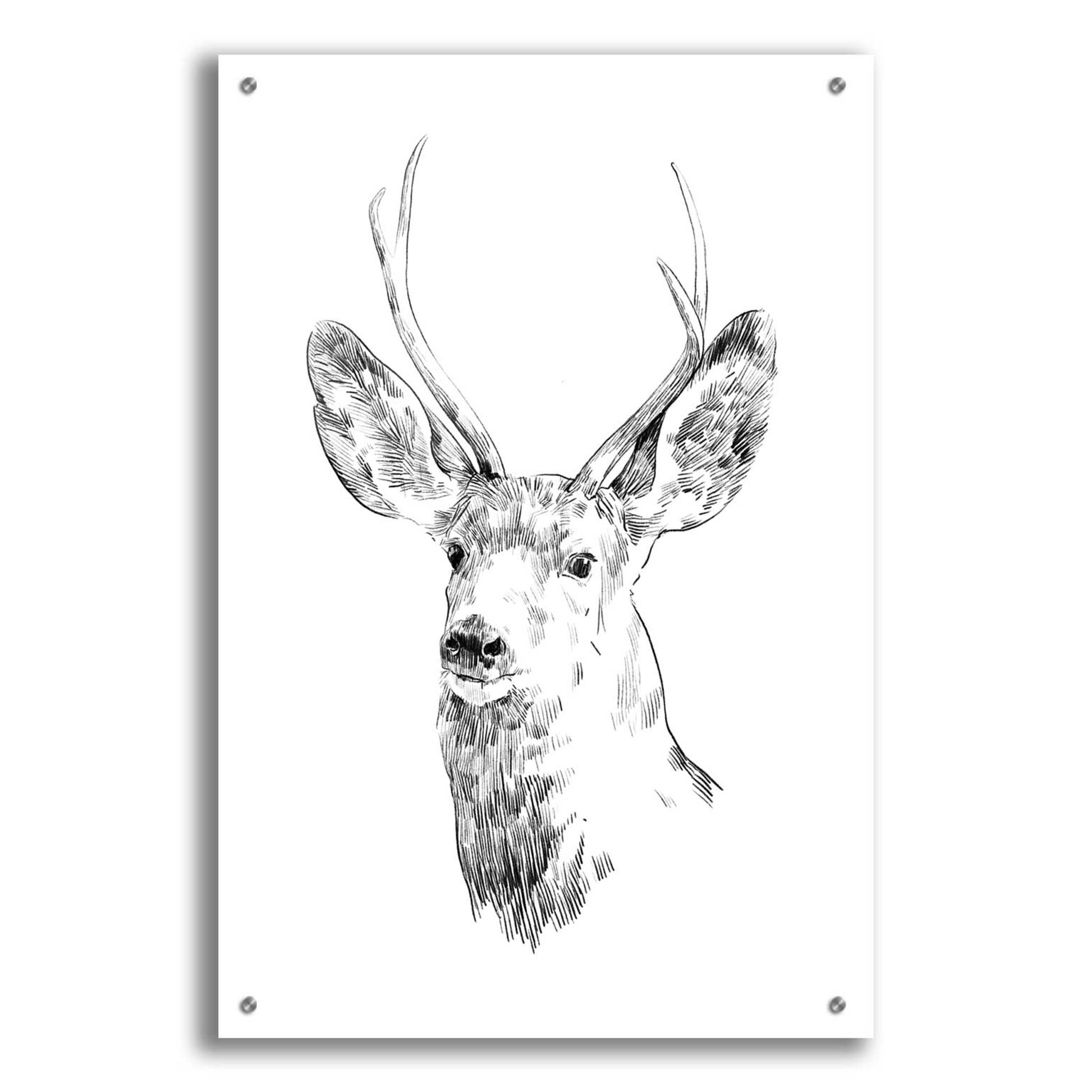 Epic Art 'Young Buck Sketch IV' by Emma Scarvey, Acrylic Glass Wall Art,24x36