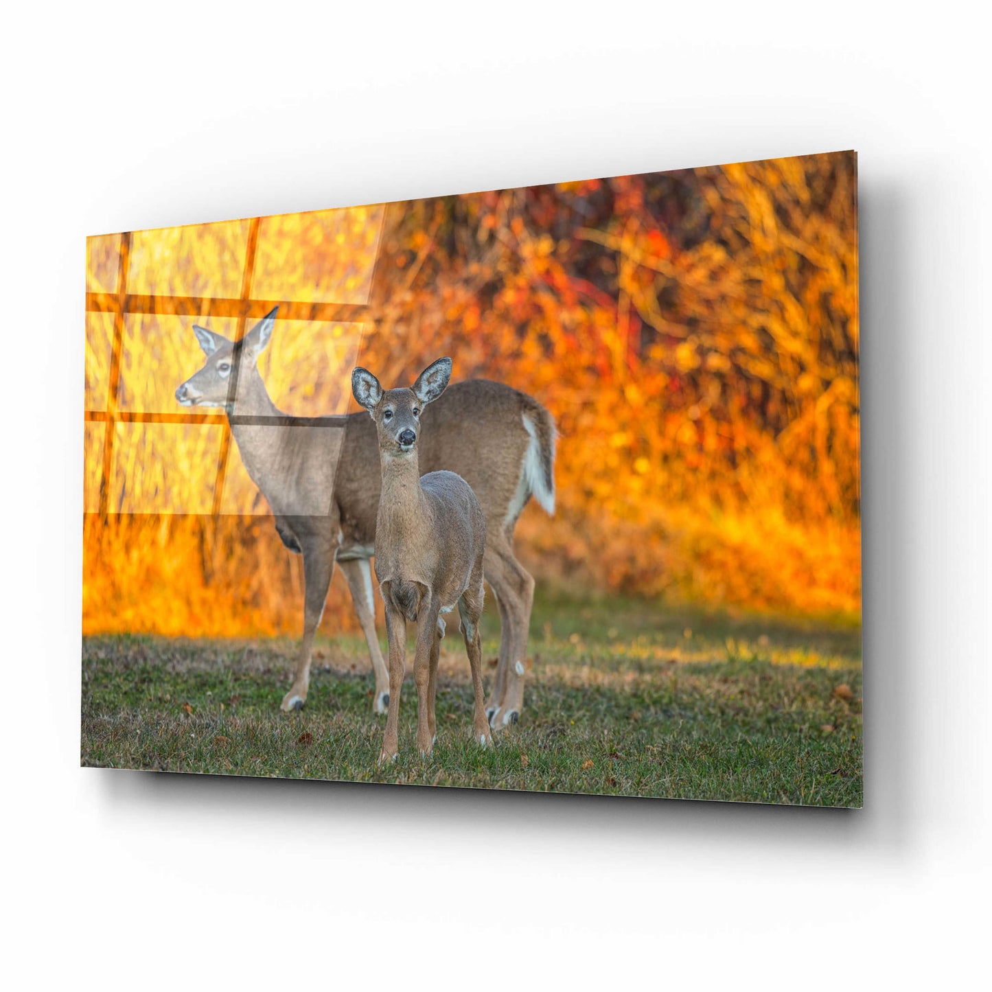 Epic Art 'Acadia Deer' by Darren White, Acrylic Glass Wall Art,16x12