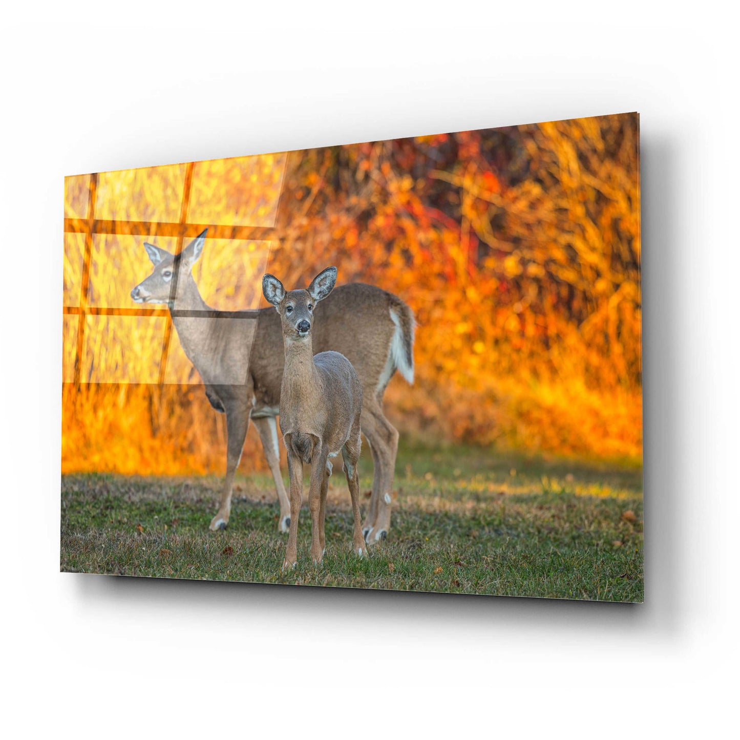 Epic Art 'Acadia Deer' by Darren White, Acrylic Glass Wall Art,24x16