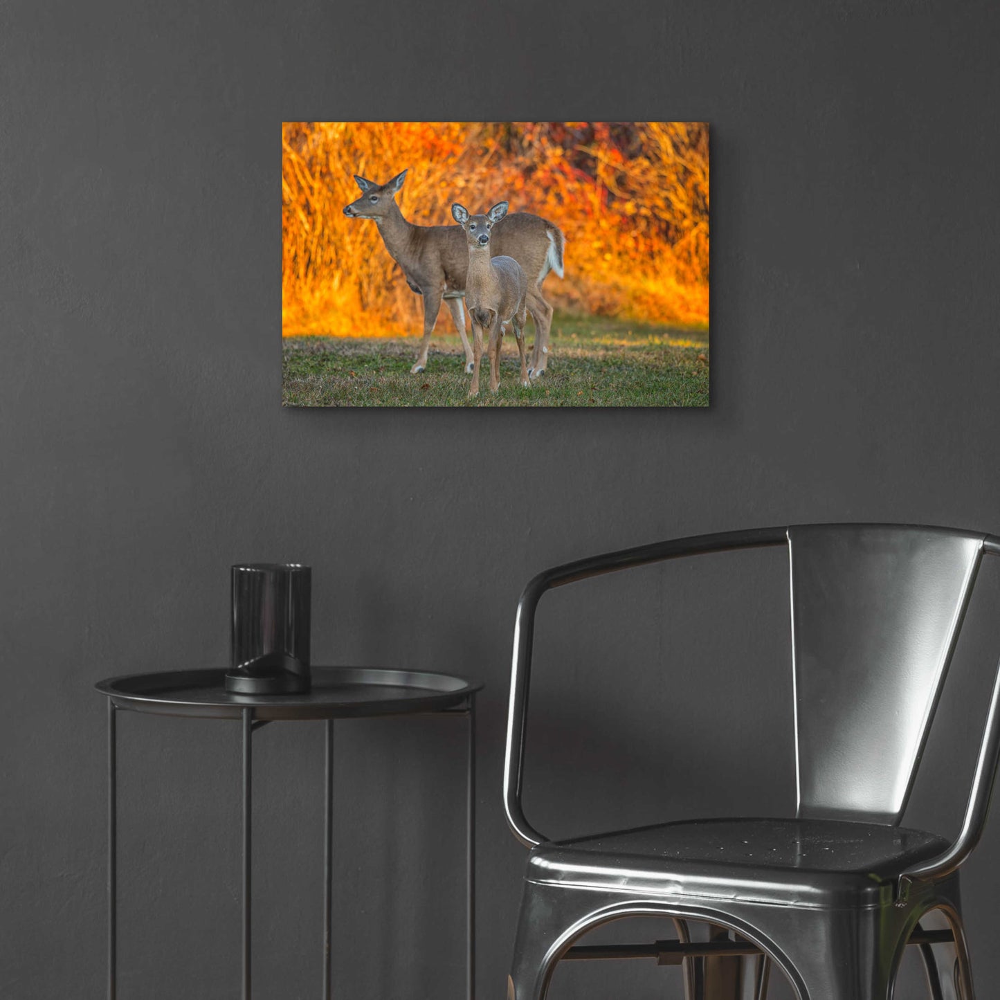 Epic Art 'Acadia Deer' by Darren White, Acrylic Glass Wall Art,24x16