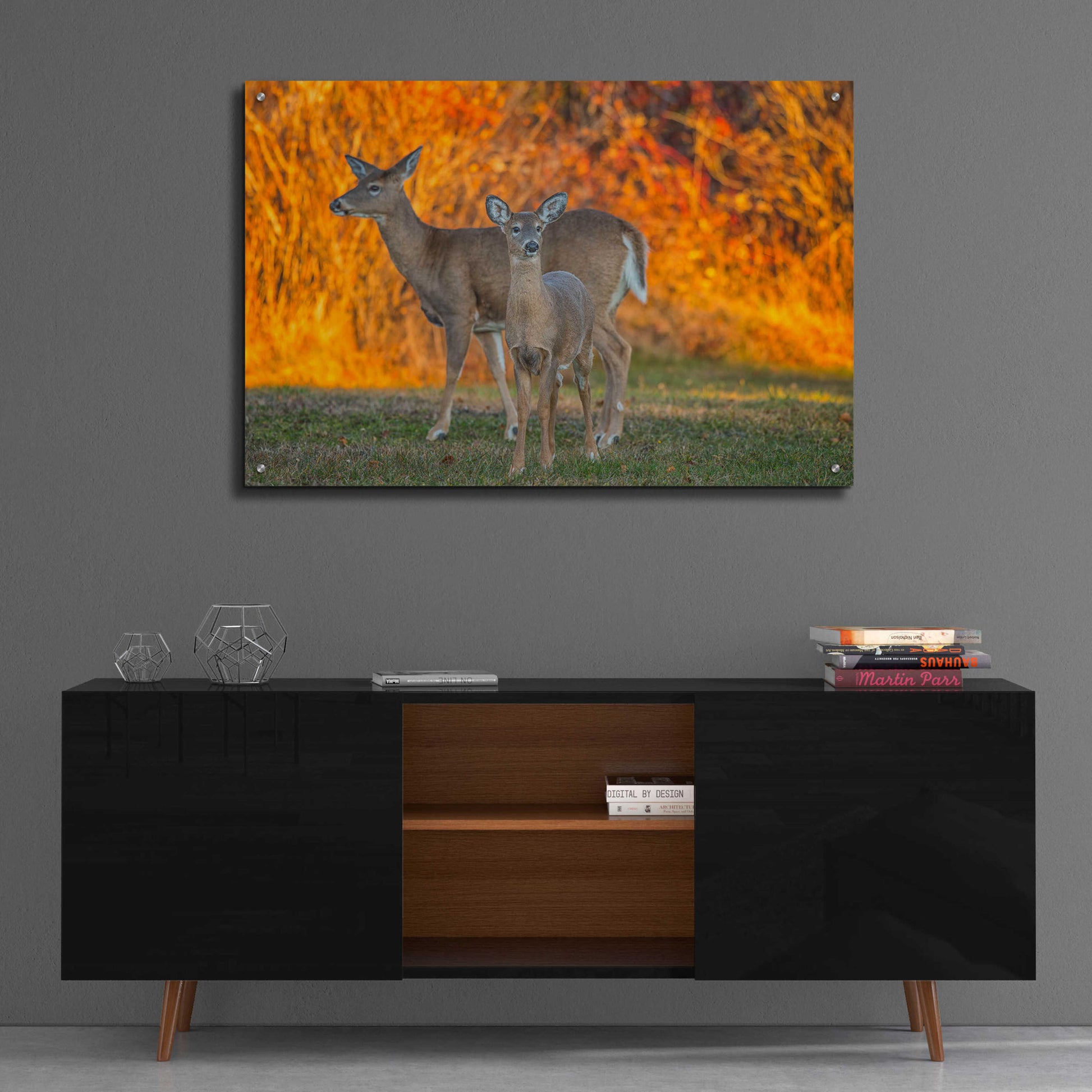 Epic Art 'Acadia Deer' by Darren White, Acrylic Glass Wall Art,36x24