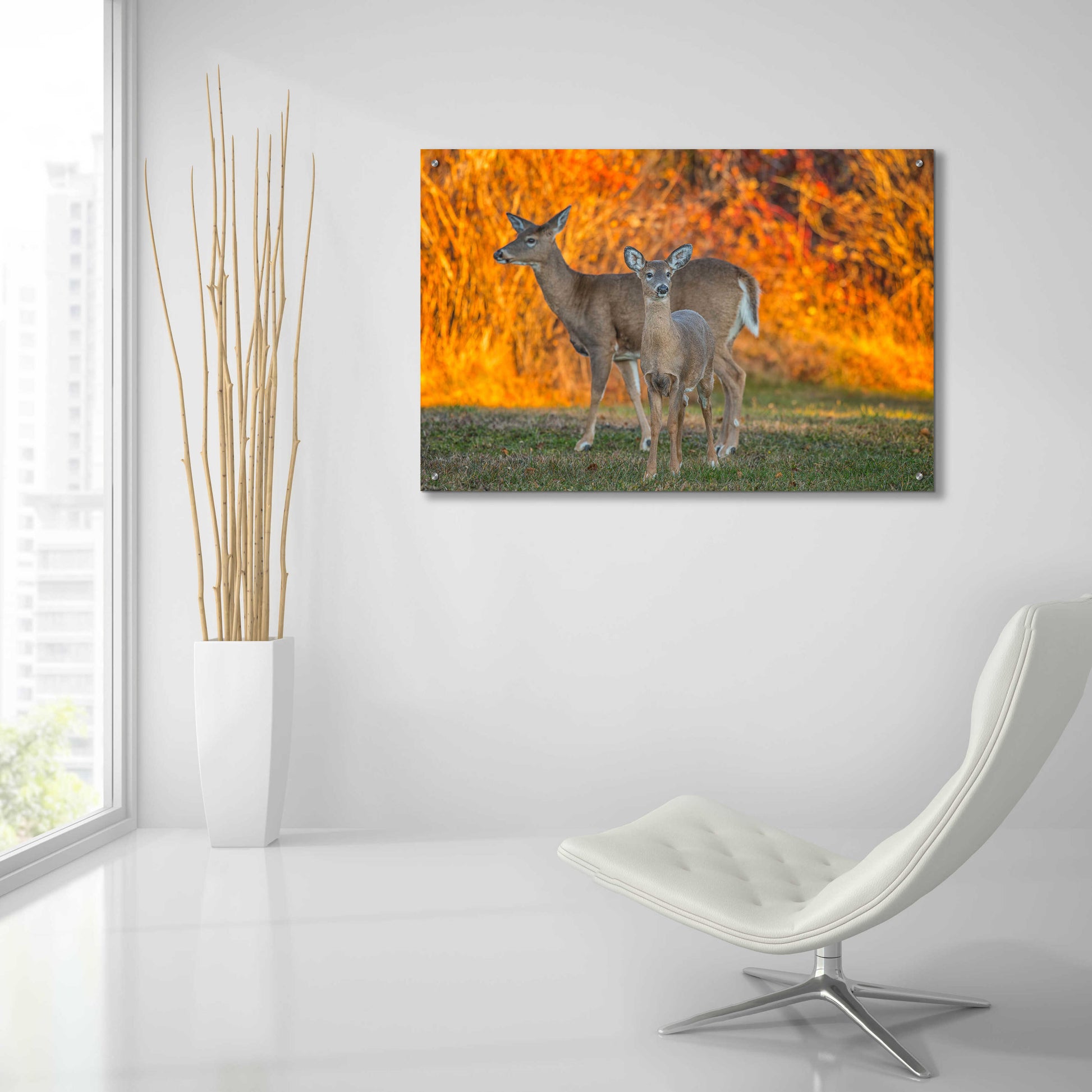 Epic Art 'Acadia Deer' by Darren White, Acrylic Glass Wall Art,36x24