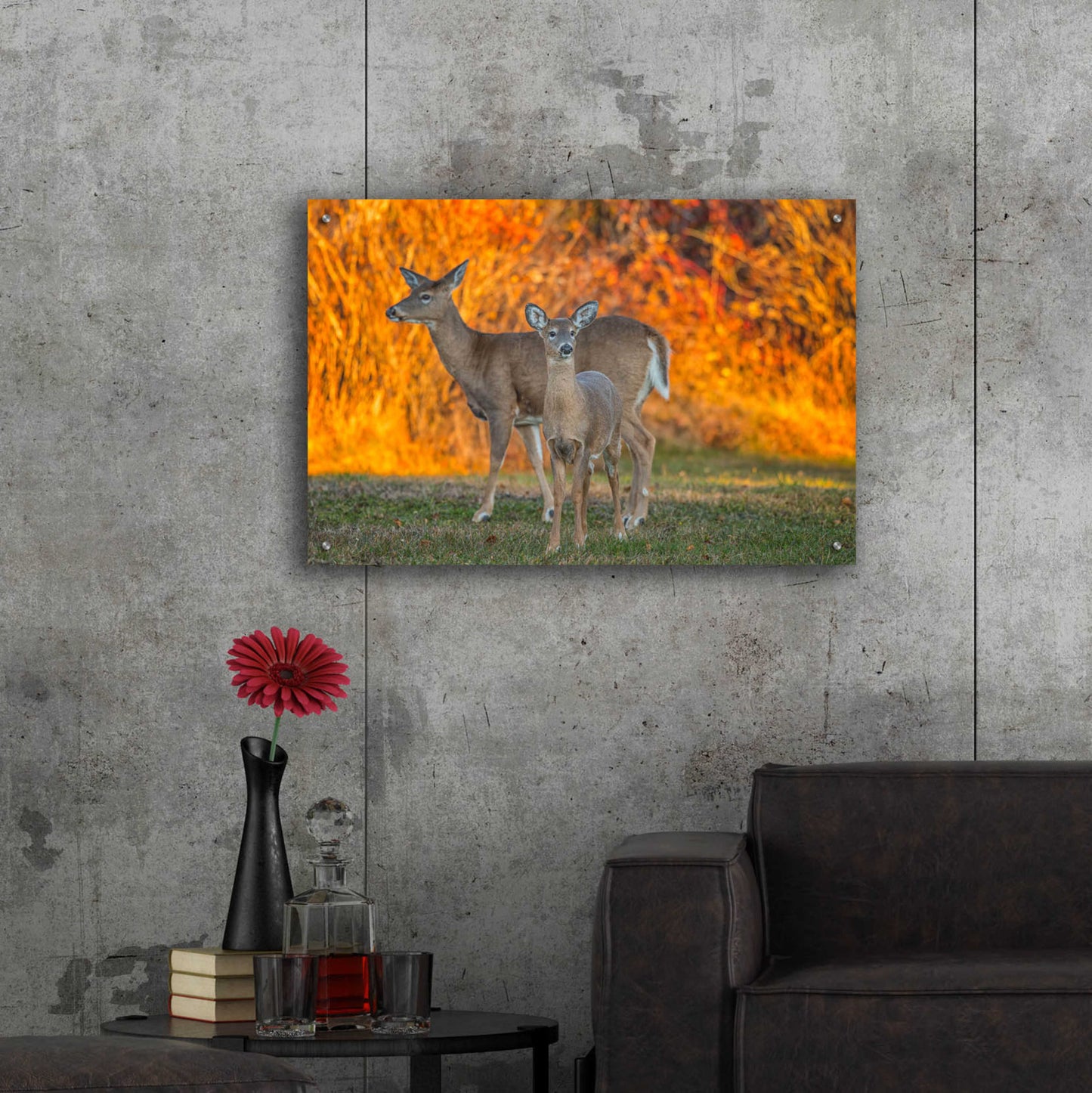 Epic Art 'Acadia Deer' by Darren White, Acrylic Glass Wall Art,36x24