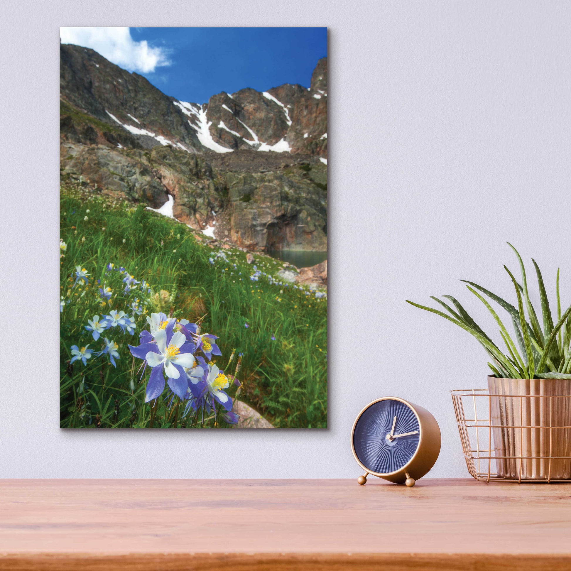 Epic Art 'Alpine Columbine - Rocky Mountain National Park' by Darren White, Acrylic Glass Wall Art,12x16