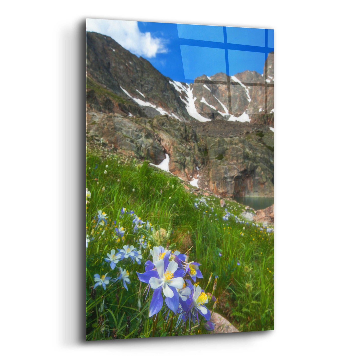 Epic Art 'Alpine Columbine - Rocky Mountain National Park' by Darren White, Acrylic Glass Wall Art,16x24