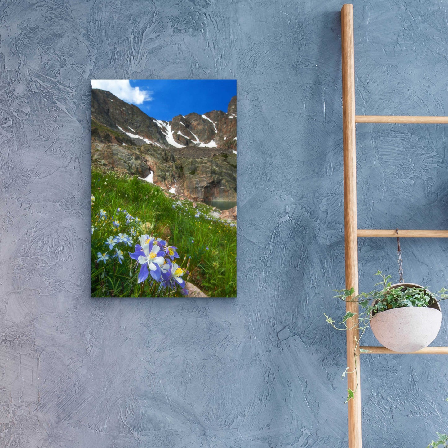 Epic Art 'Alpine Columbine - Rocky Mountain National Park' by Darren White, Acrylic Glass Wall Art,16x24