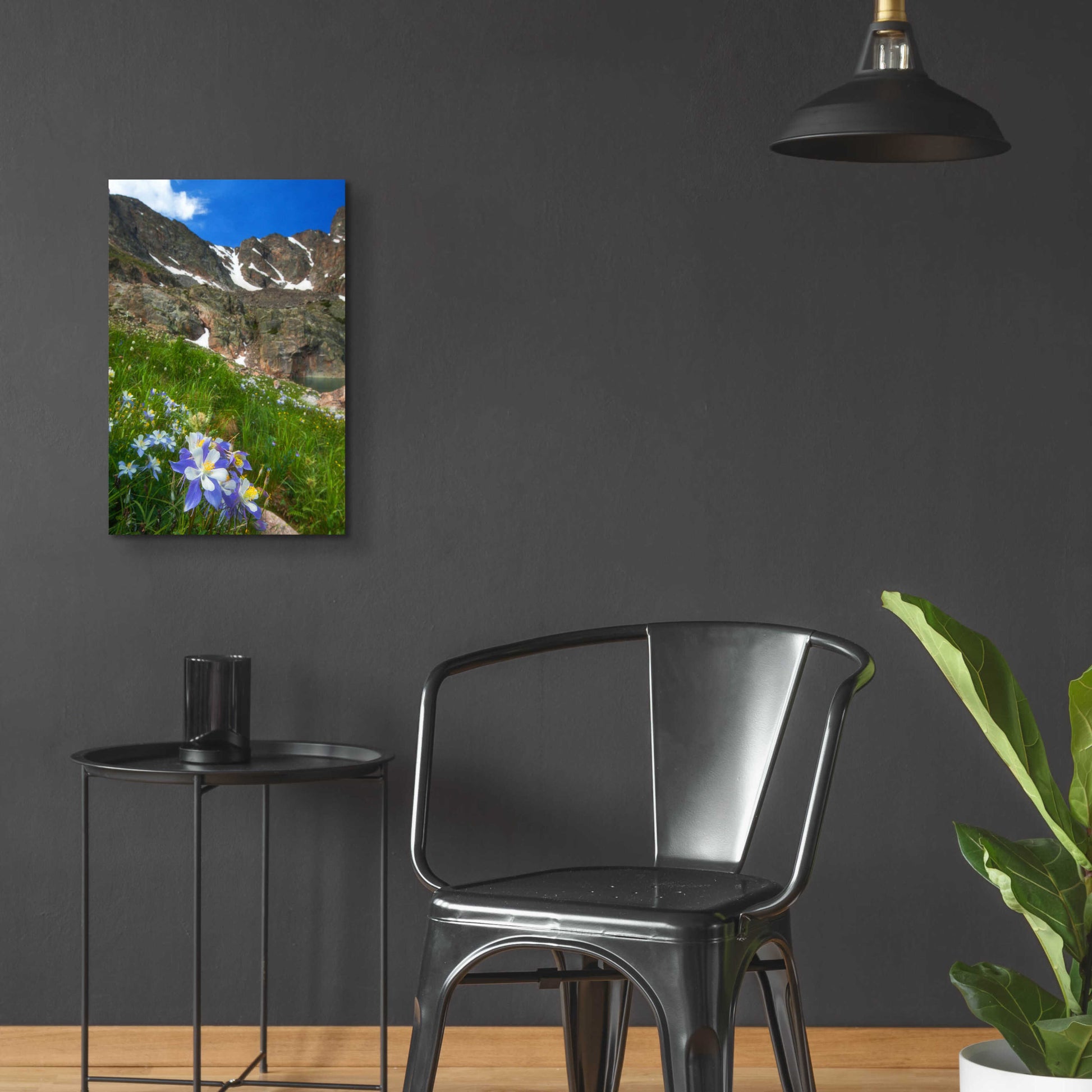 Epic Art 'Alpine Columbine - Rocky Mountain National Park' by Darren White, Acrylic Glass Wall Art,16x24