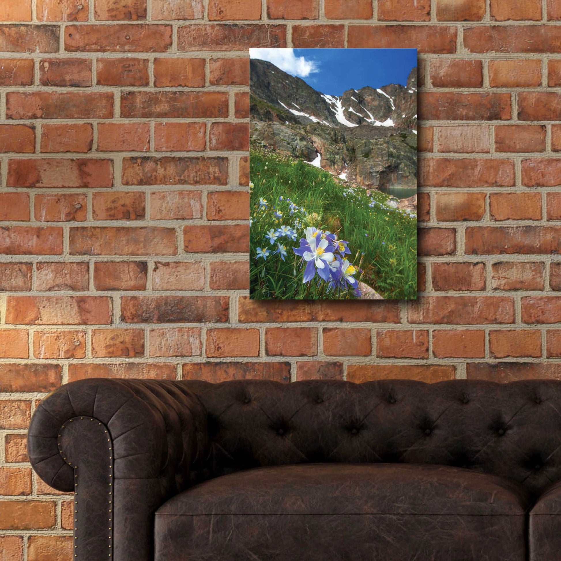 Epic Art 'Alpine Columbine - Rocky Mountain National Park' by Darren White, Acrylic Glass Wall Art,16x24