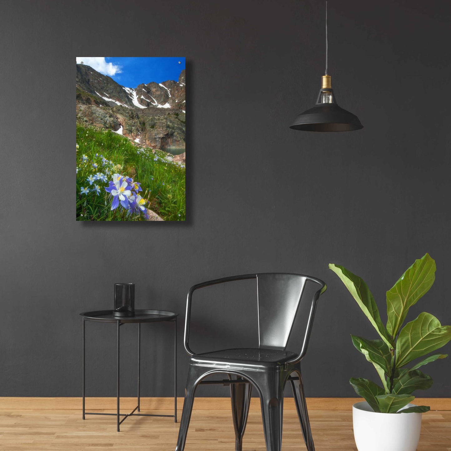 Epic Art 'Alpine Columbine - Rocky Mountain National Park' by Darren White, Acrylic Glass Wall Art,24x36