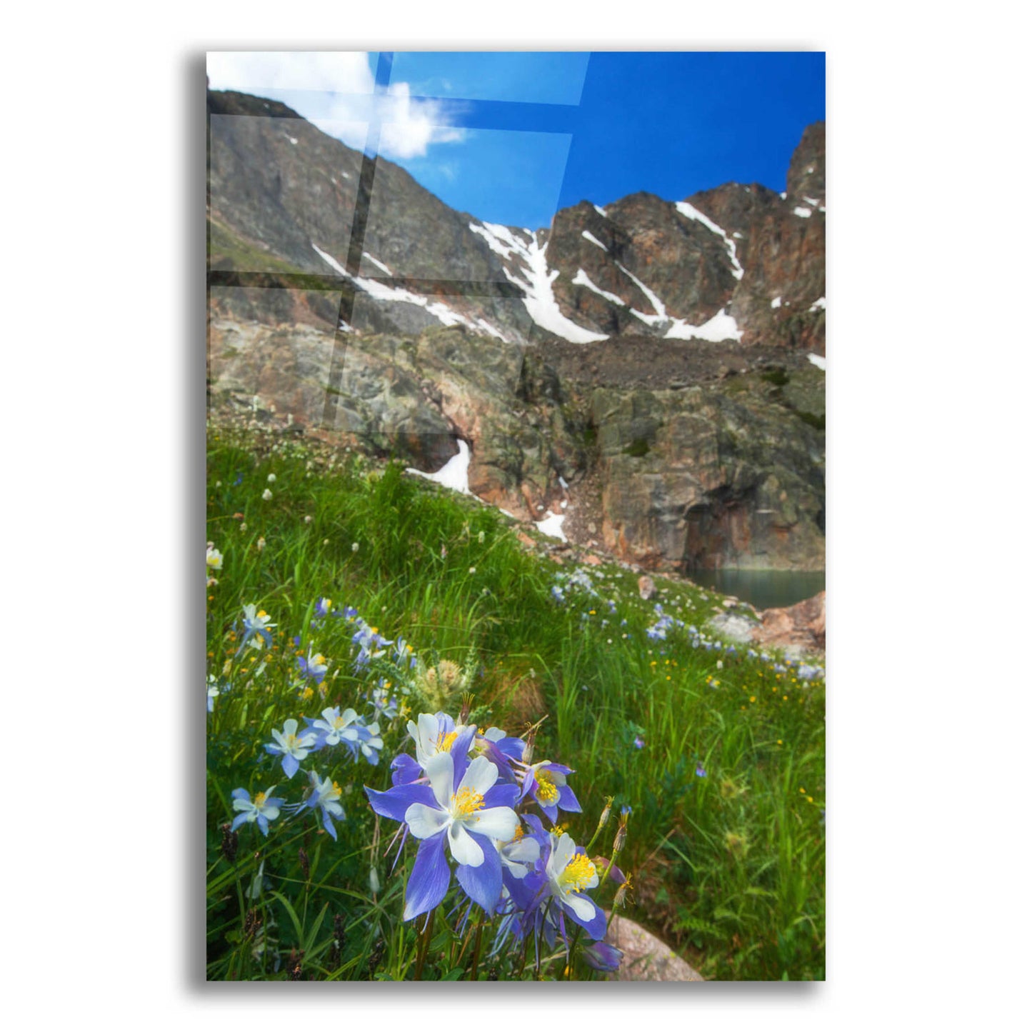 Epic Art 'Alpine Columbine - Rocky Mountain National Park' by Darren White, Acrylic Glass Wall Art