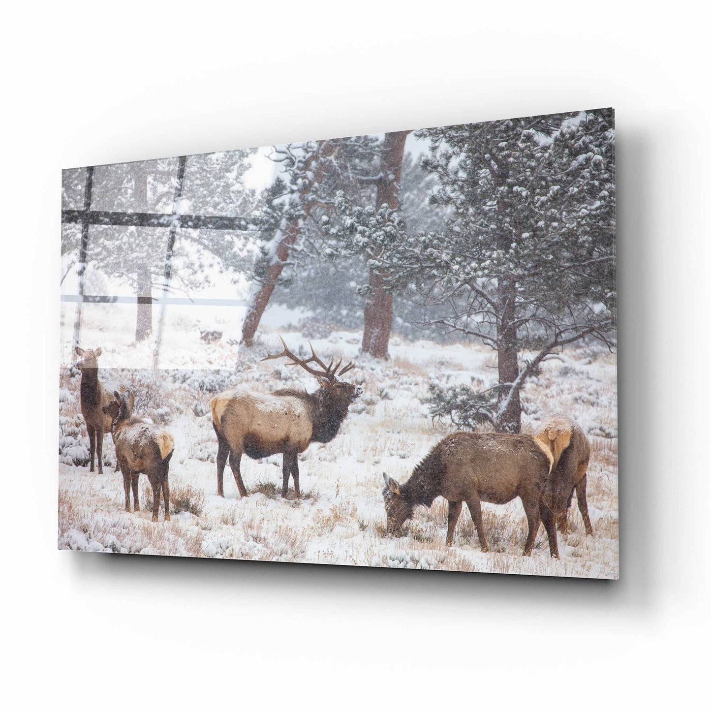 Epic Art 'Family Man - Rocky Mountain National Park' by Darren White, Acrylic Glass Wall Art,16x12