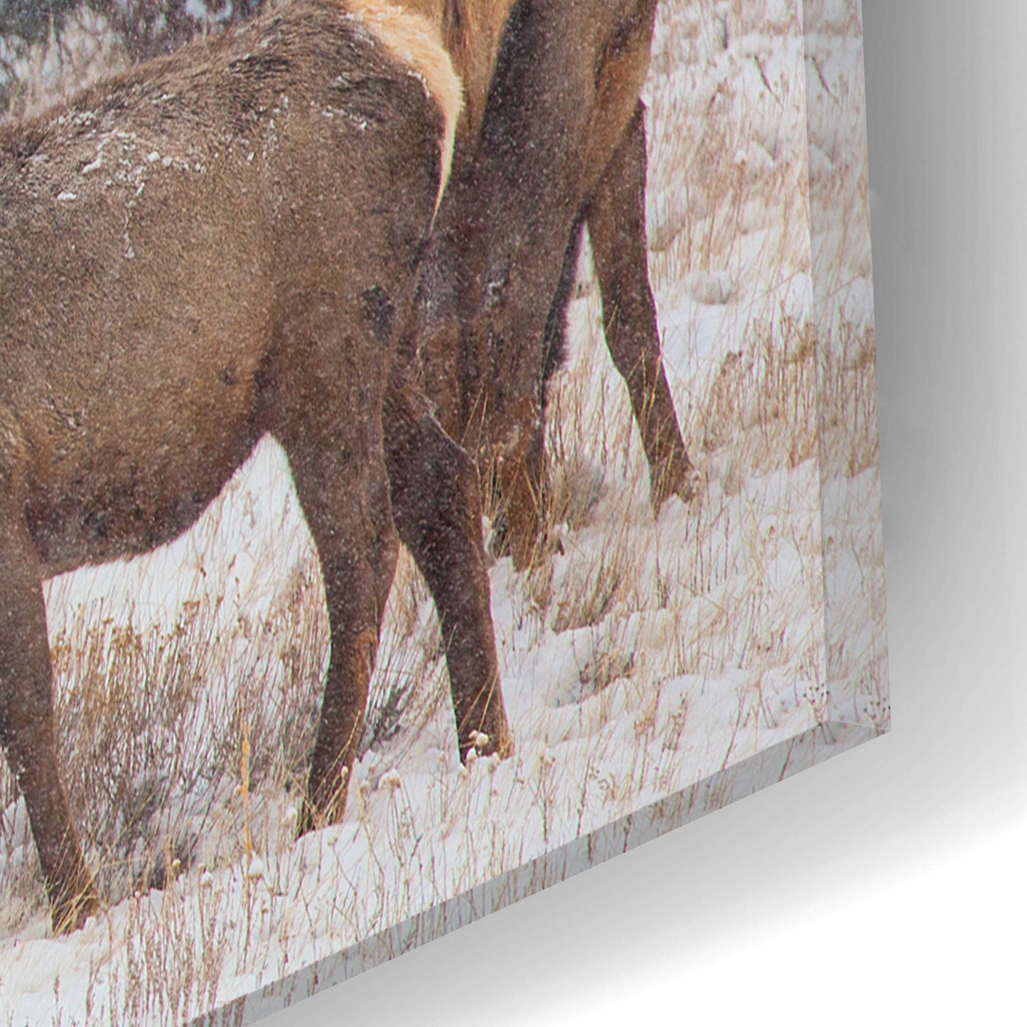 Epic Art 'Family Man - Rocky Mountain National Park' by Darren White, Acrylic Glass Wall Art,16x12