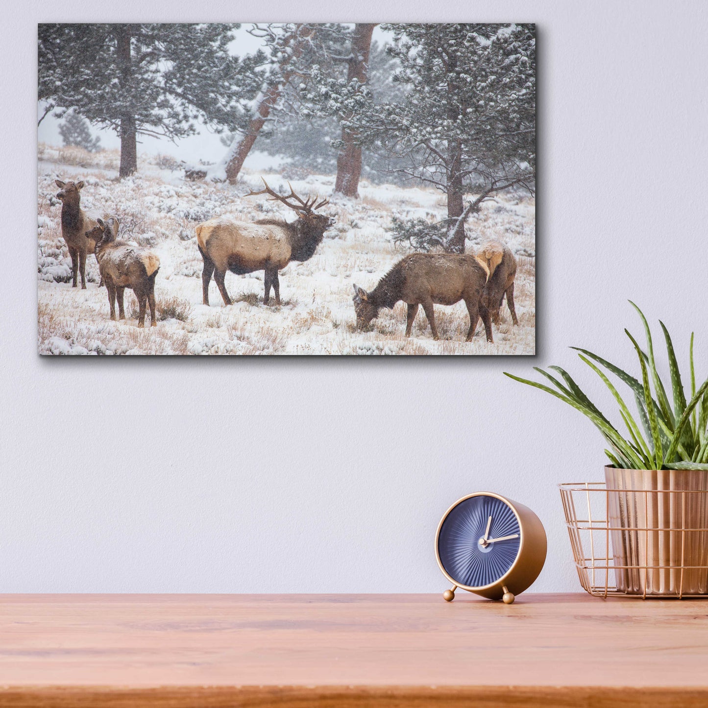 Epic Art 'Family Man - Rocky Mountain National Park' by Darren White, Acrylic Glass Wall Art,16x12