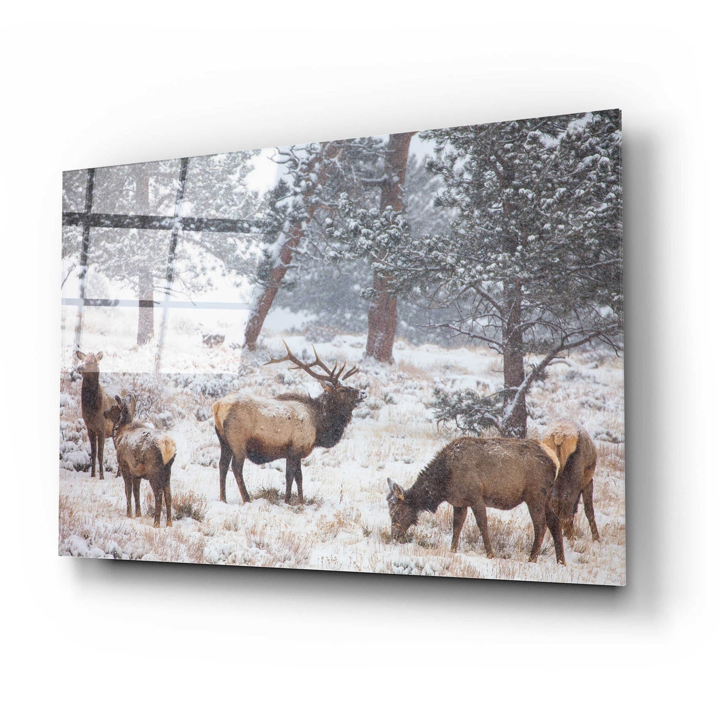 Epic Art 'Family Man - Rocky Mountain National Park' by Darren White, Acrylic Glass Wall Art,24x16