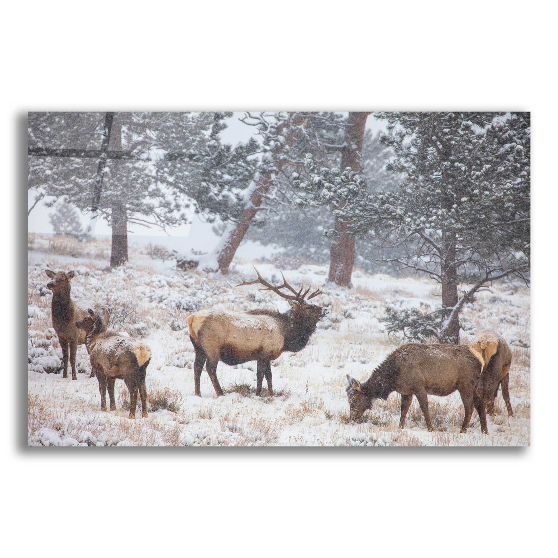 Epic Art 'Family Man - Rocky Mountain National Park' by Darren White, Acrylic Glass Wall Art,24x16