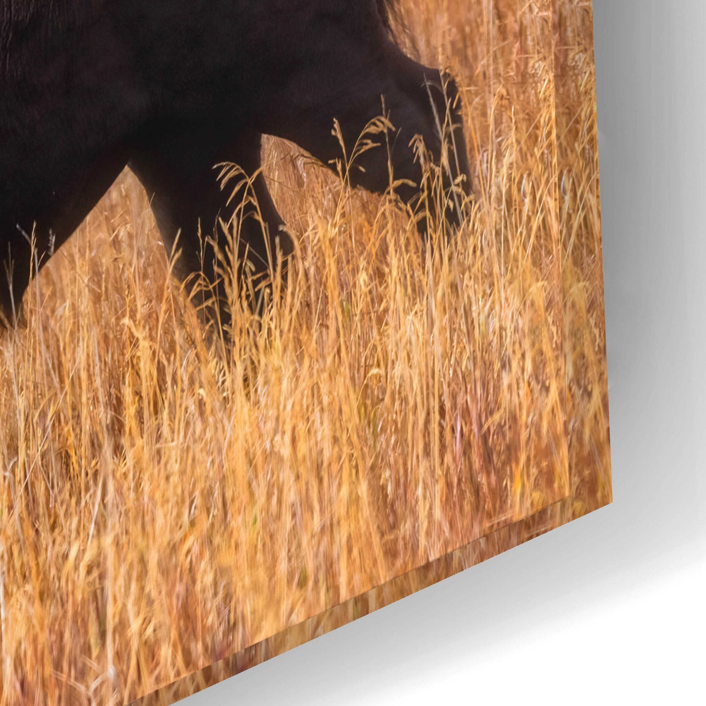 Epic Art 'Home on the Range - Grand Teton National Park' by Darren White, Acrylic Glass Wall Art,24x16