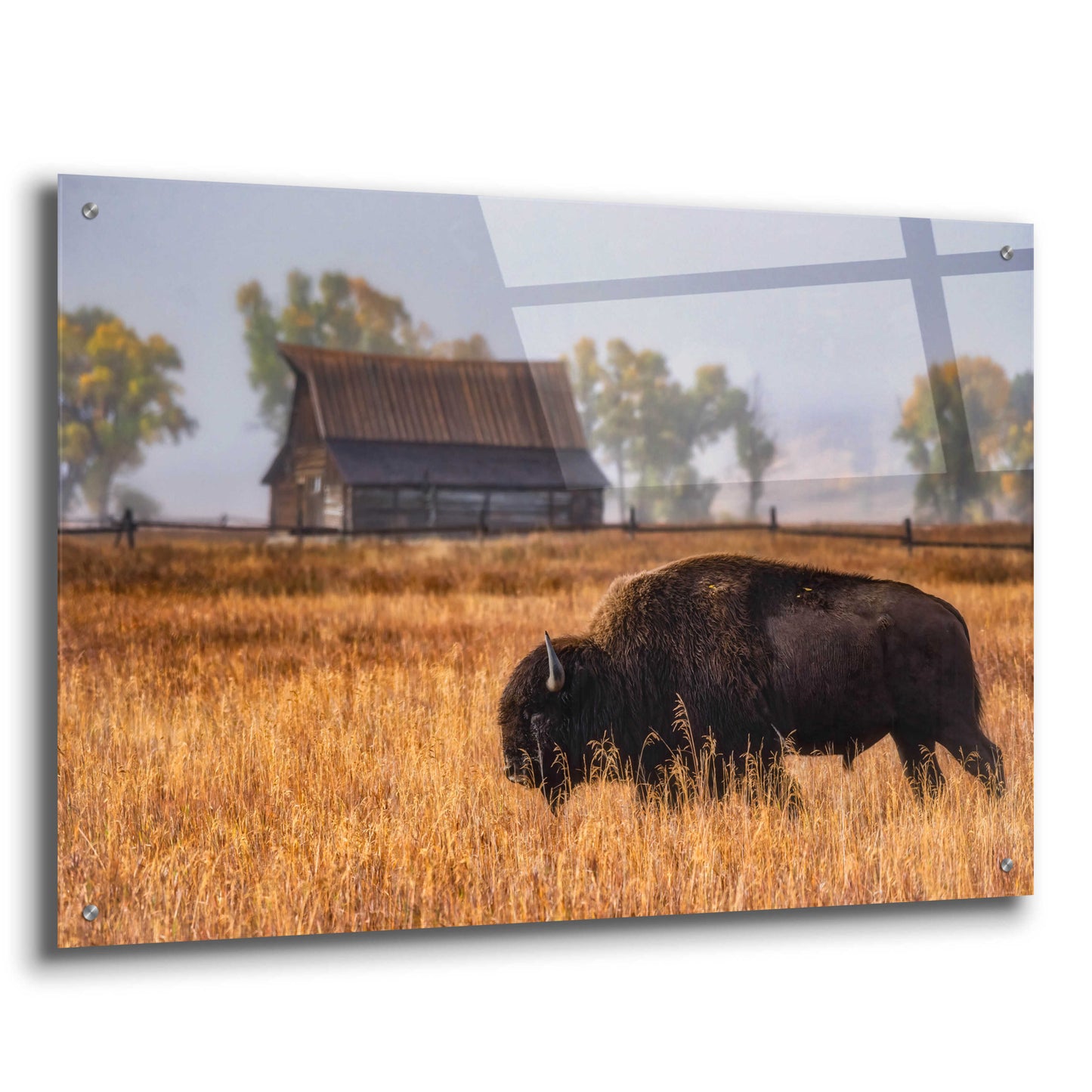 Epic Art 'Home on the Range - Grand Teton National Park' by Darren White, Acrylic Glass Wall Art,36x24