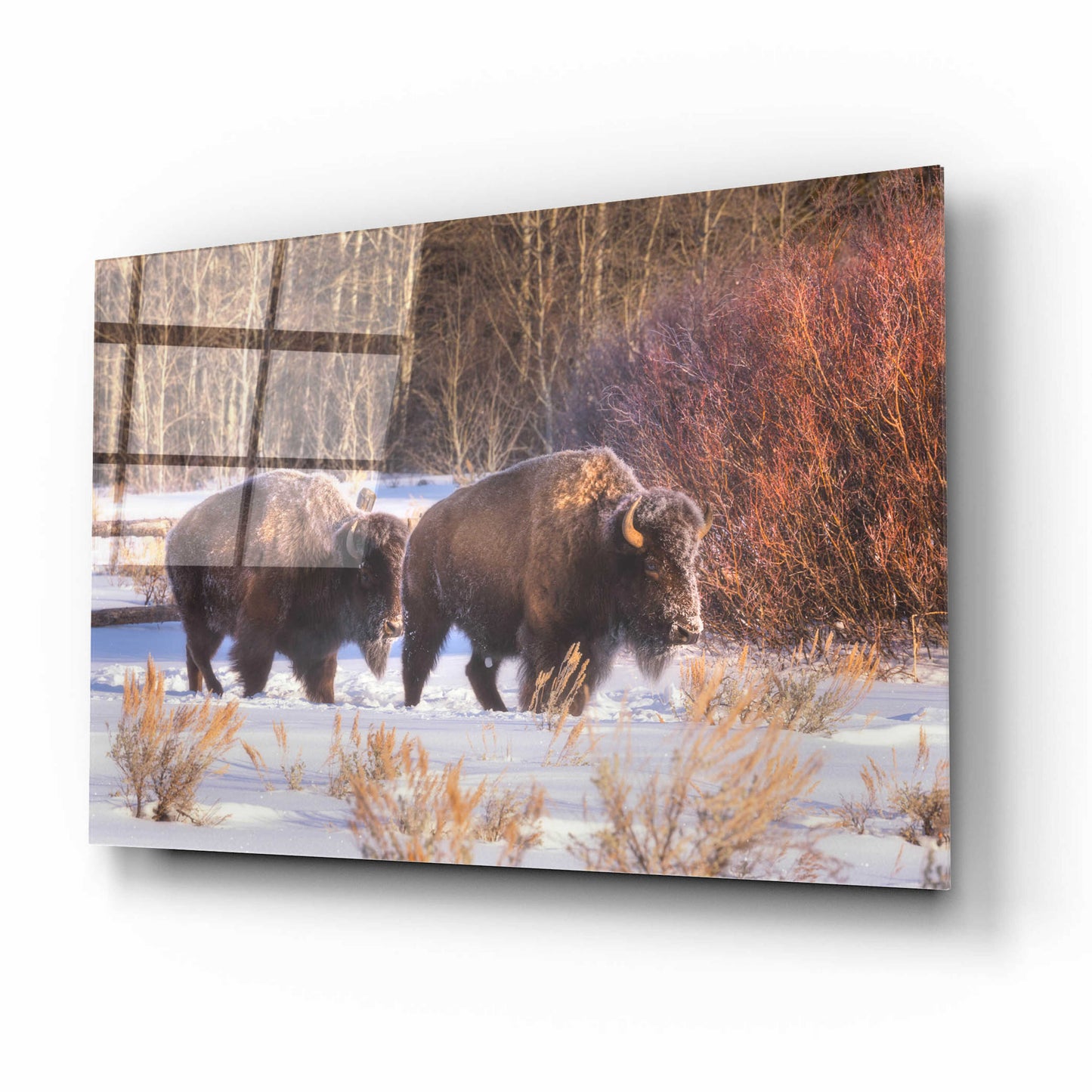 Epic Art 'Let's Go - Grand Teton National Park' by Darren White, Acrylic Glass Wall Art,16x12