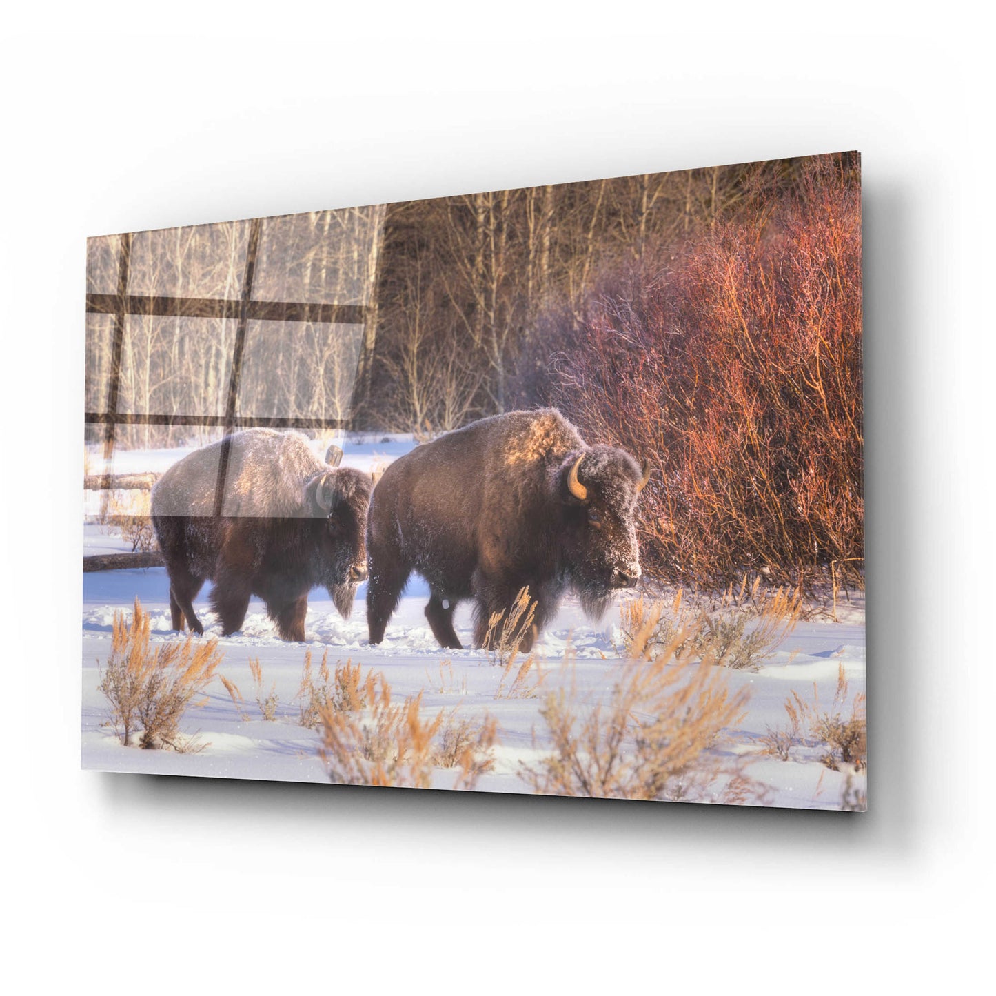 Epic Art 'Let's Go - Grand Teton National Park' by Darren White, Acrylic Glass Wall Art,24x16