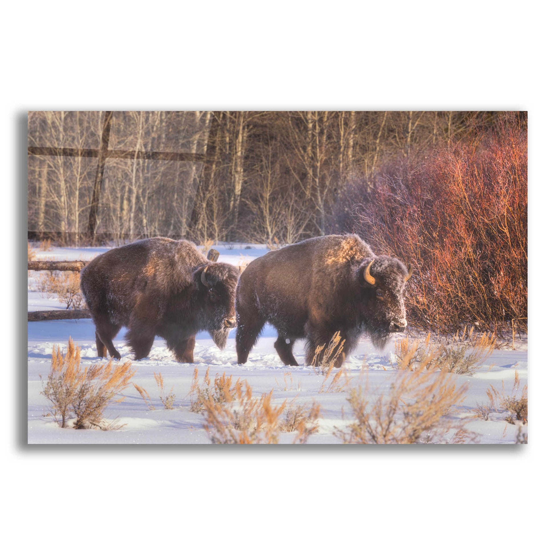 Epic Art 'Let's Go - Grand Teton National Park' by Darren White, Acrylic Glass Wall Art,24x16